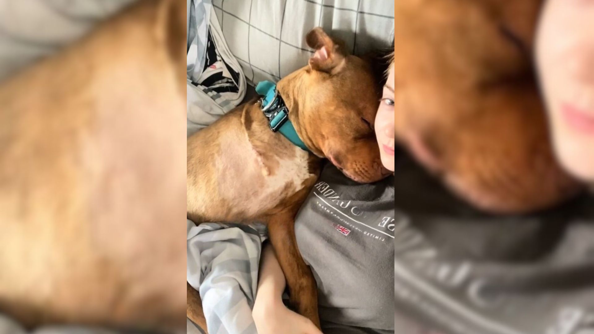 Injured Pit Bull Found At A Bus Station Gets A New Chance When He Meets An Amazing Person