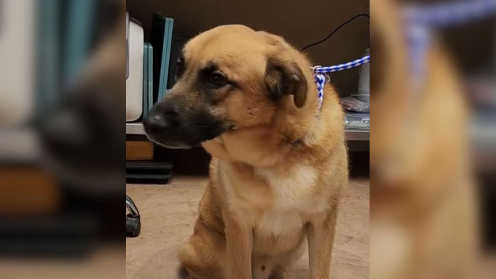 Sweet Dog Was So Sad After He Realized He Was Returned To The Shelter