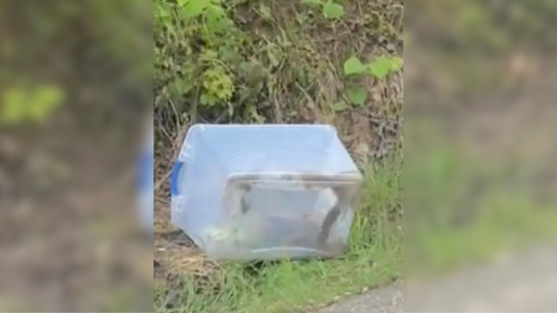 Driver Came Across A Plastic Bin And Was Shocked When She Saw Who Was Inside