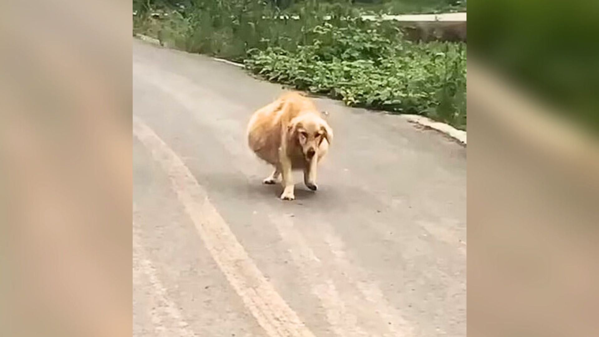 Abandoned Dog With Unusually Large Belly Wanders The Street, Hoping Someone Will Help Him