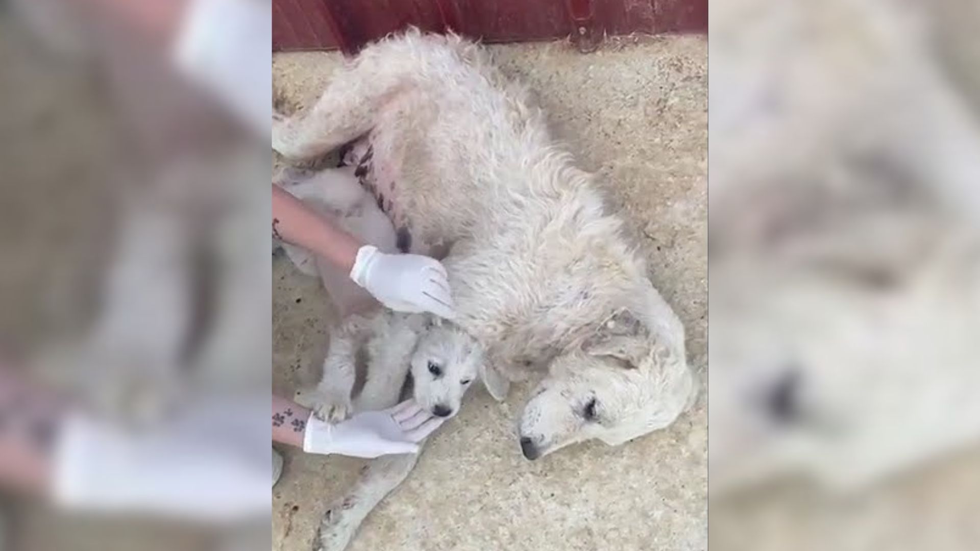 Mama Dog Struggled To Save Her Puppy After Being Dumped But Then Something Amazing Happened