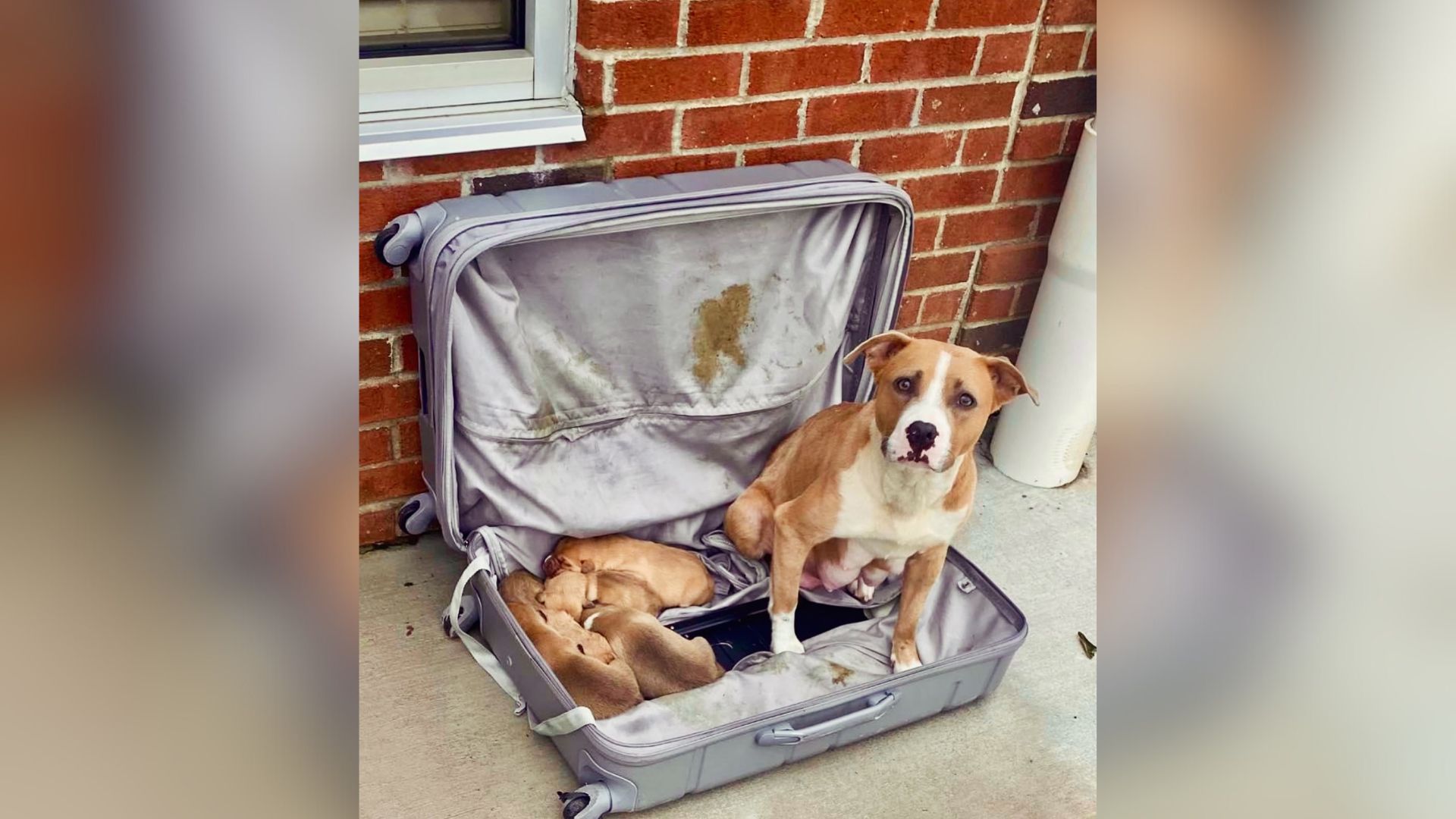 Firefighters Discover A Dog And Five Tiny Puppies Abandoned In A Zipped-Up Suitcase