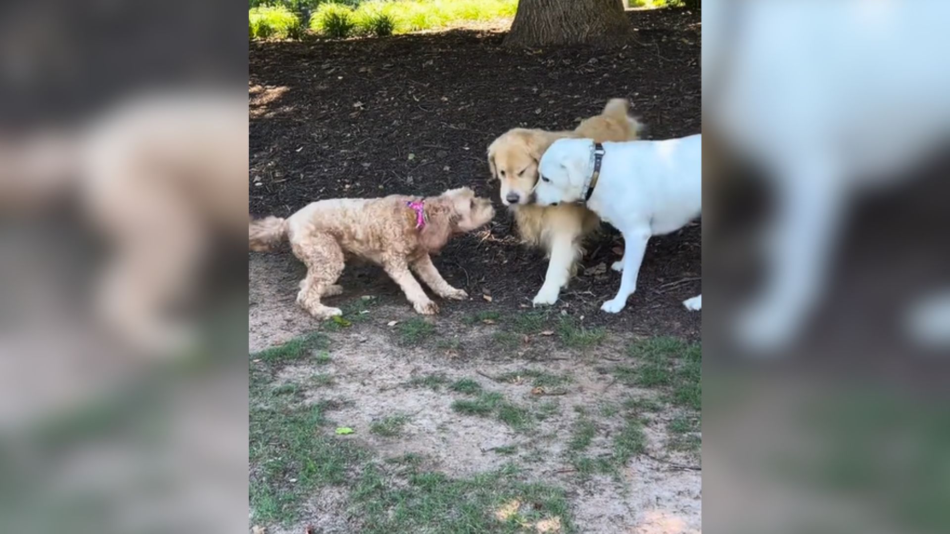 Witness This Goldendoodle’s Reaction To Seeing His Best Friends Again