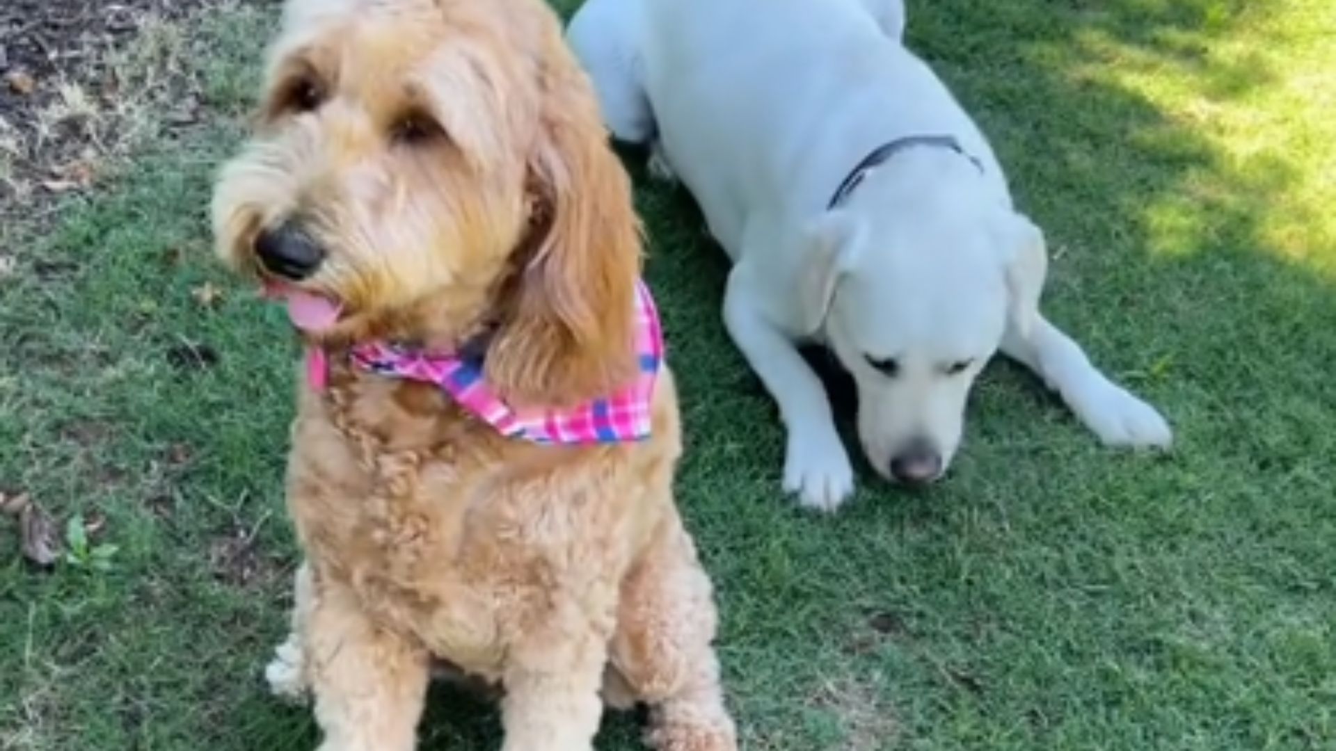 Goldendoodle dog and white dog