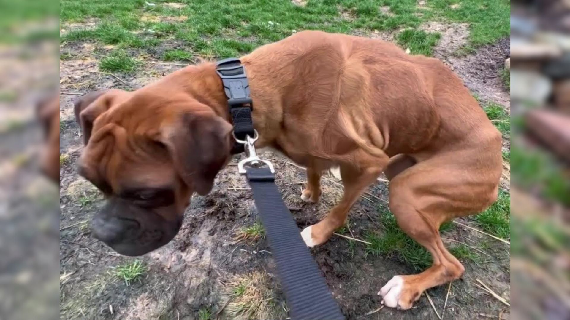 Heartbroken Puppy Mill Dog Who Kept Trembling With Fear Discovers Love And Finds Happiness