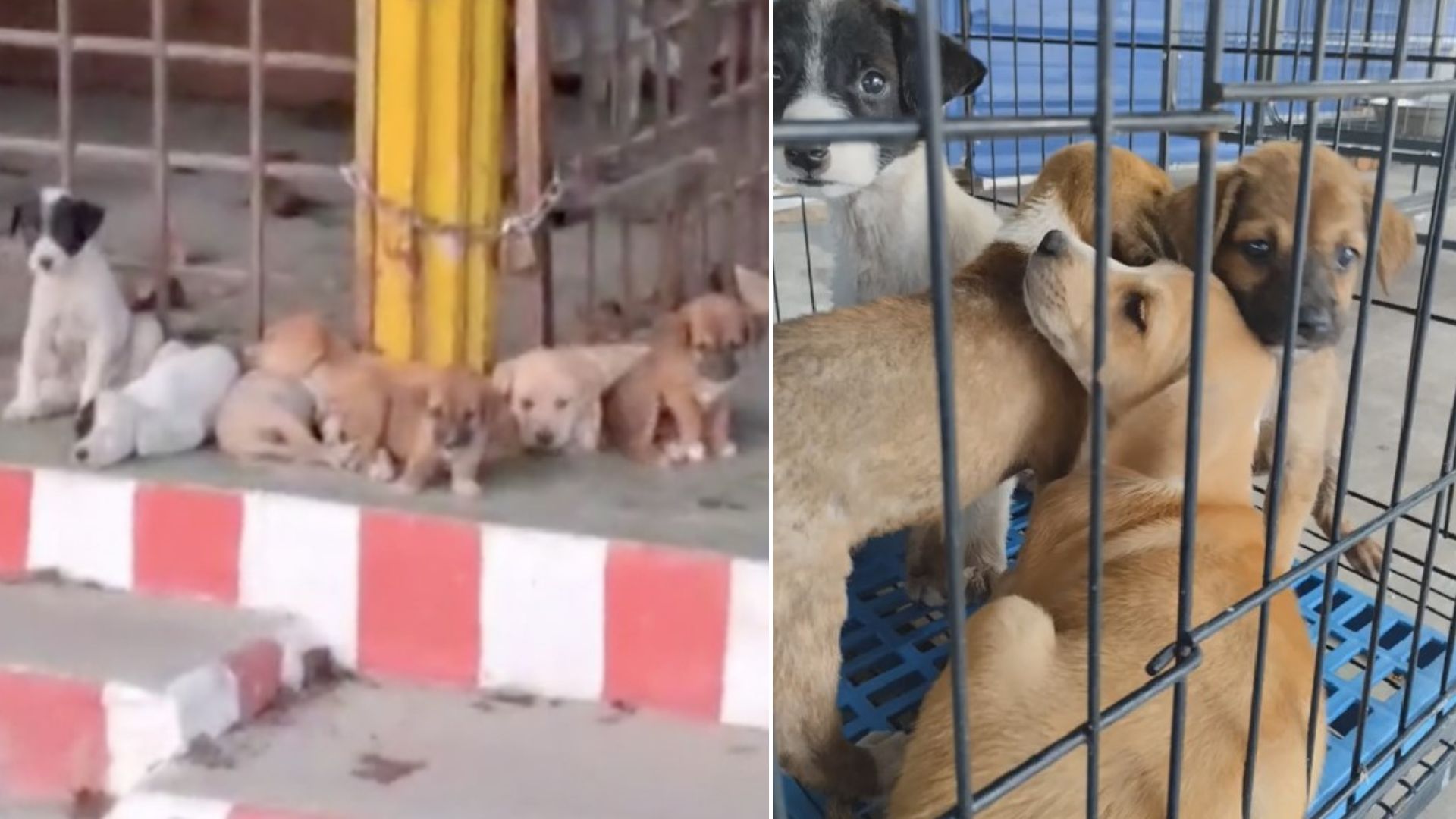 Heartlessly Dumped Puppies Patiently Waited In An Old Temple To Meet Their Savior