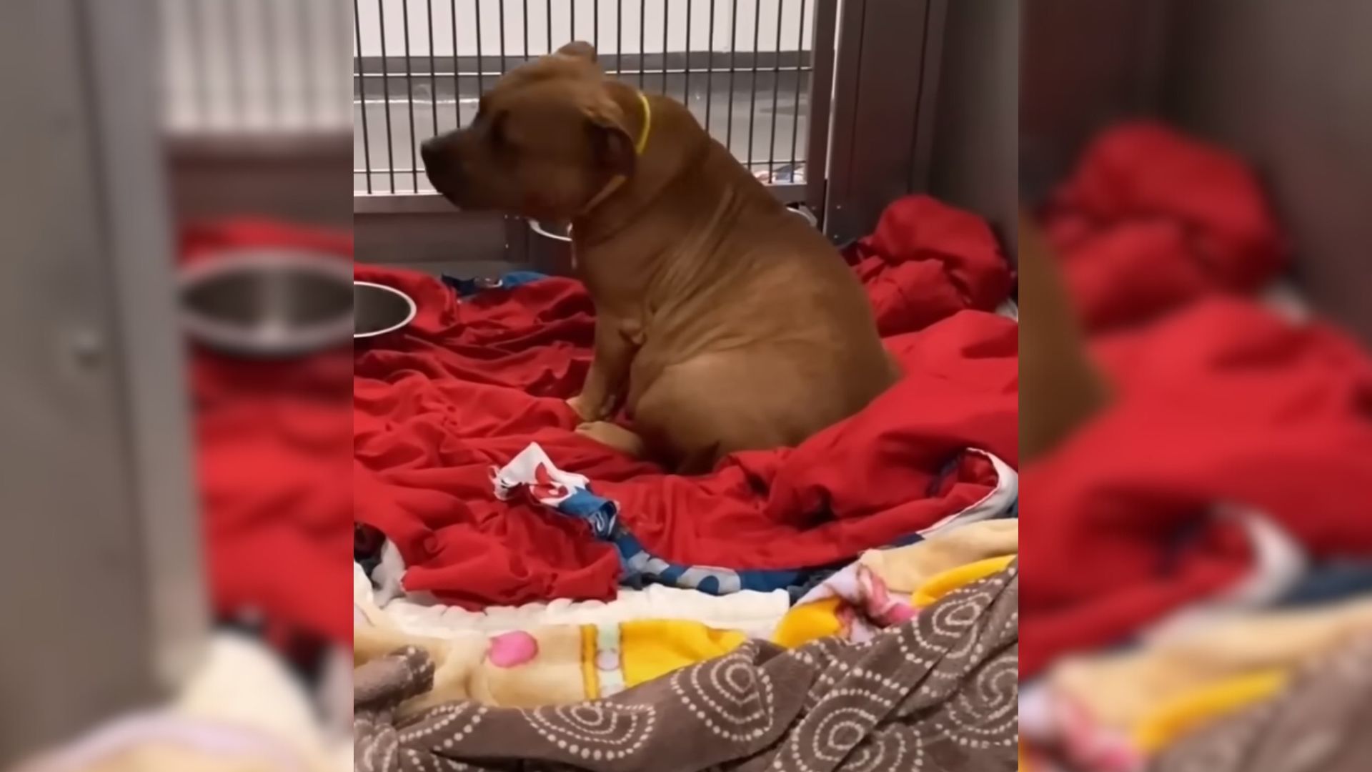 pregnant pup lying on red blanket