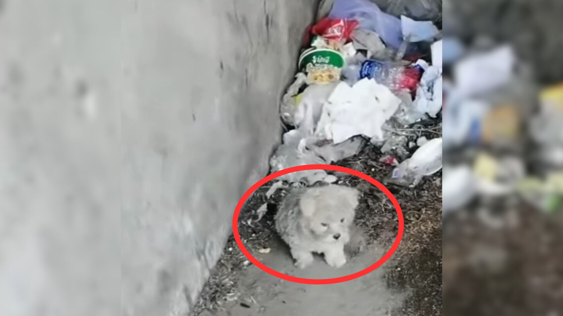 Starving Dog Stumbles Upon An Abandoned House, Hoping To Find Some Food