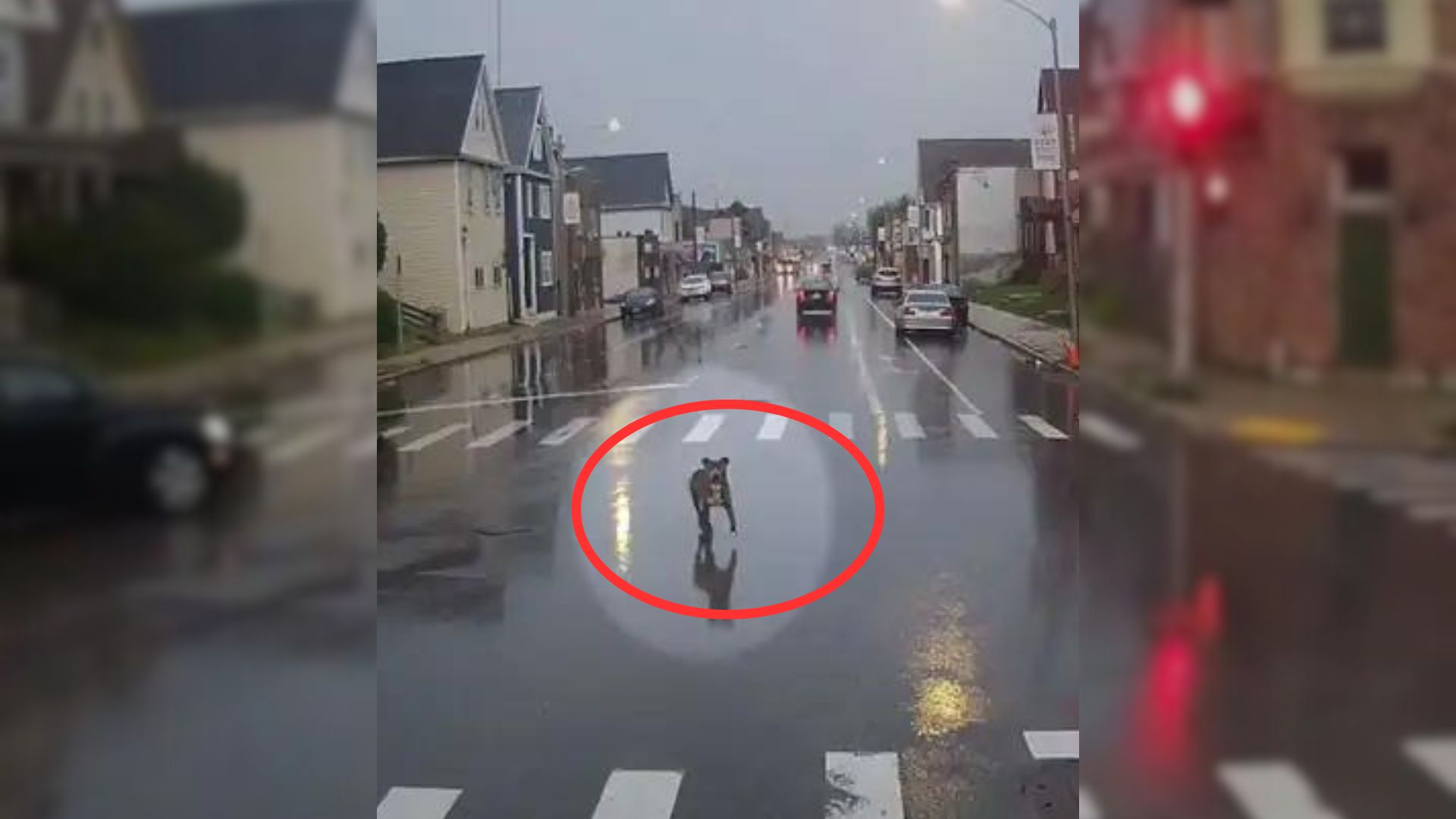 Kind Bus Driver Rescues A Lost Pup Who Was Walking Through A Road In The Pouring Rain
