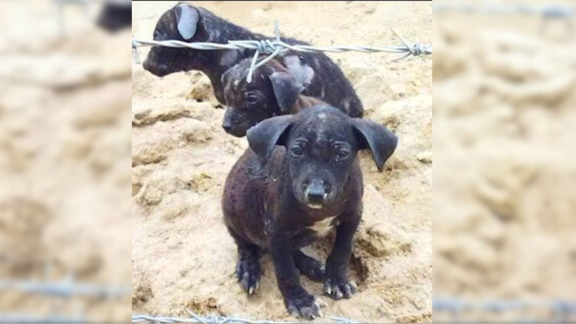 Farmer Was Shocked To See Small Puppies Lying On An Old Blanket And Realized He Had To Help