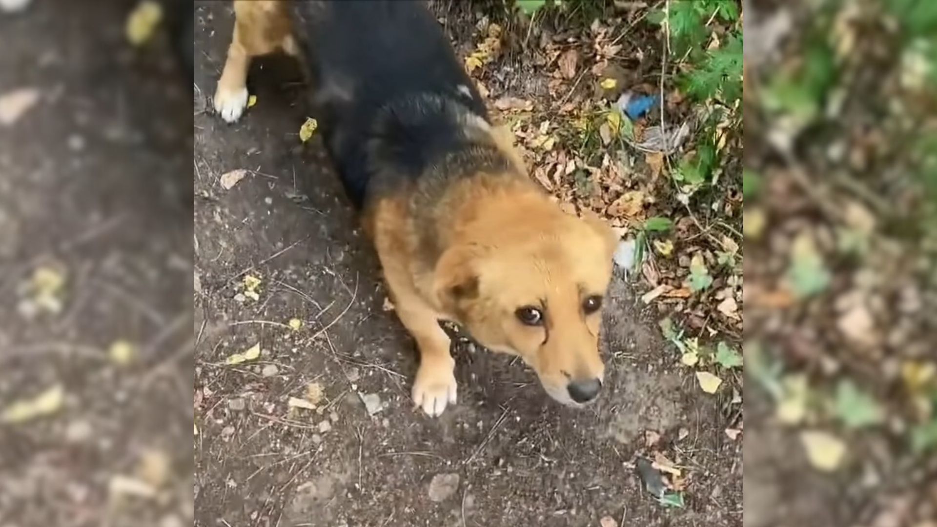 Man Feeding Stray Pups Stumbles Upon Mom Dog In Need And Makes A Shocking Discovery