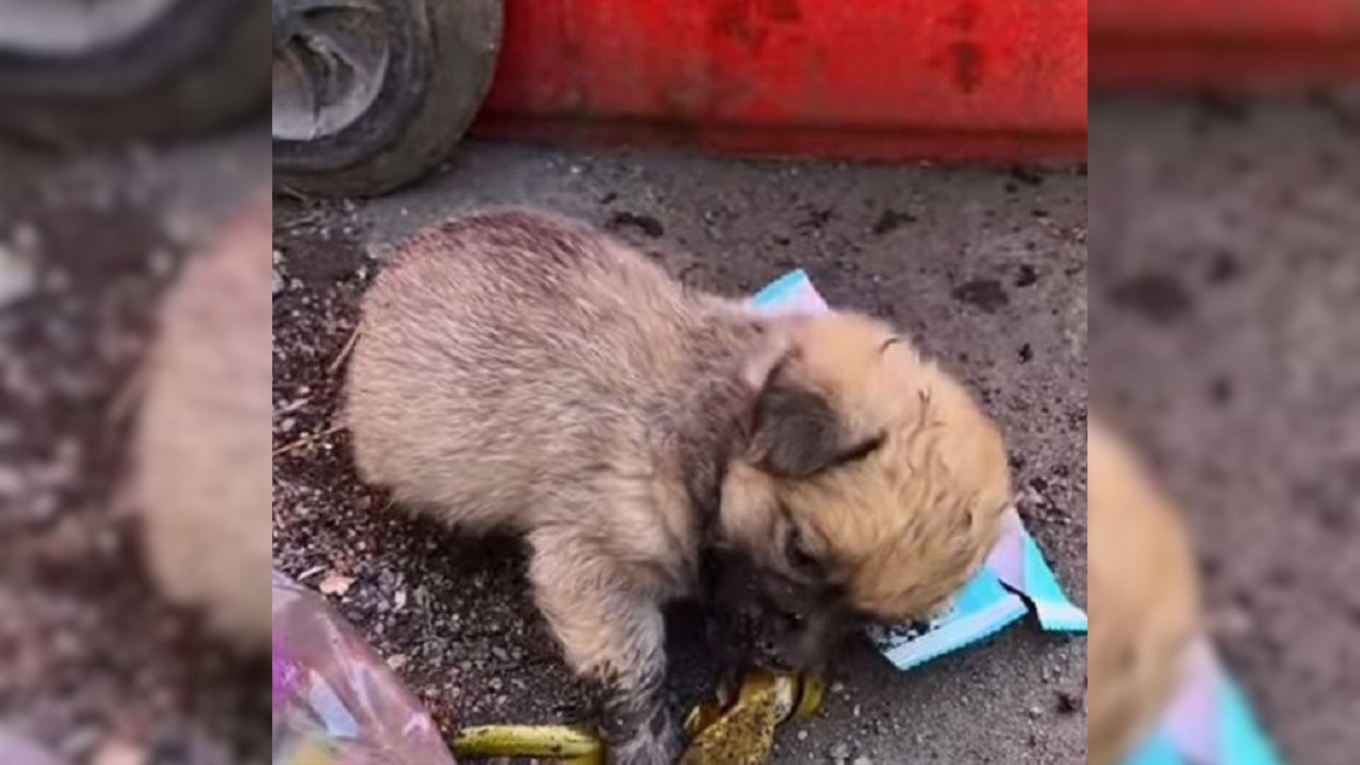 Hungry Pup Tried To Find Some Food In The Trash But Then Het Met Someone Special