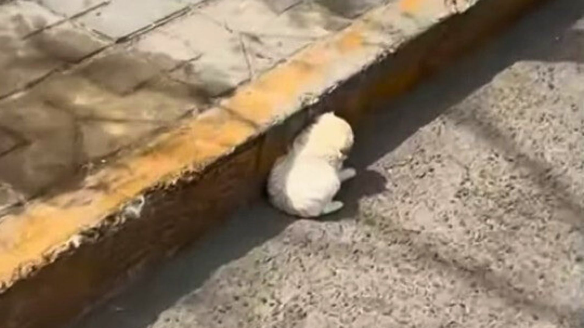 Man Driving On A Busy Road Notices A White Fluff Desperately Trying To Find Shelter From The Summer Sun