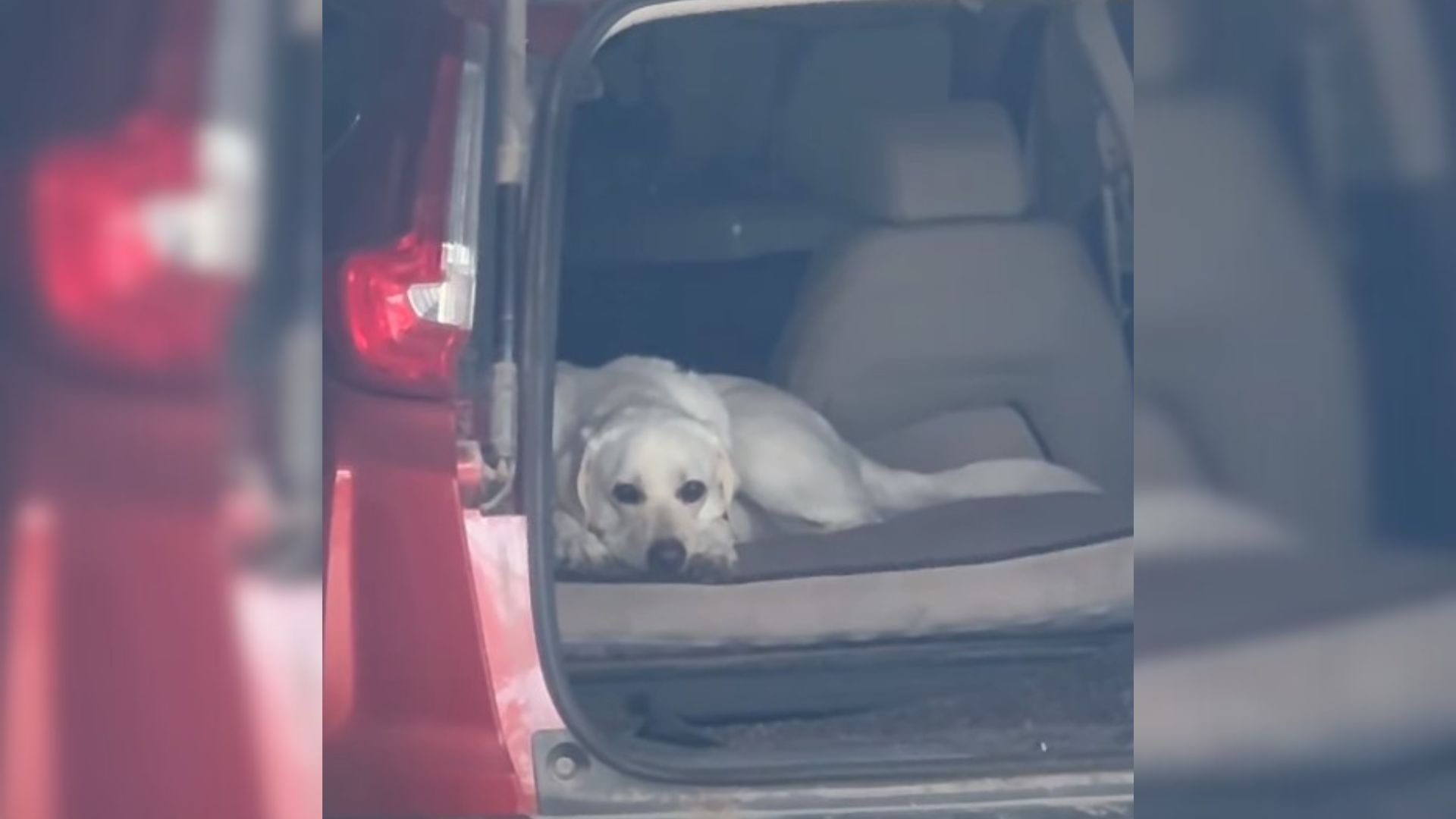 Man Mistakenly Got Into A Strangers Car And Drove Off Only To Notice Adorable Eyes Staring Right At Him 