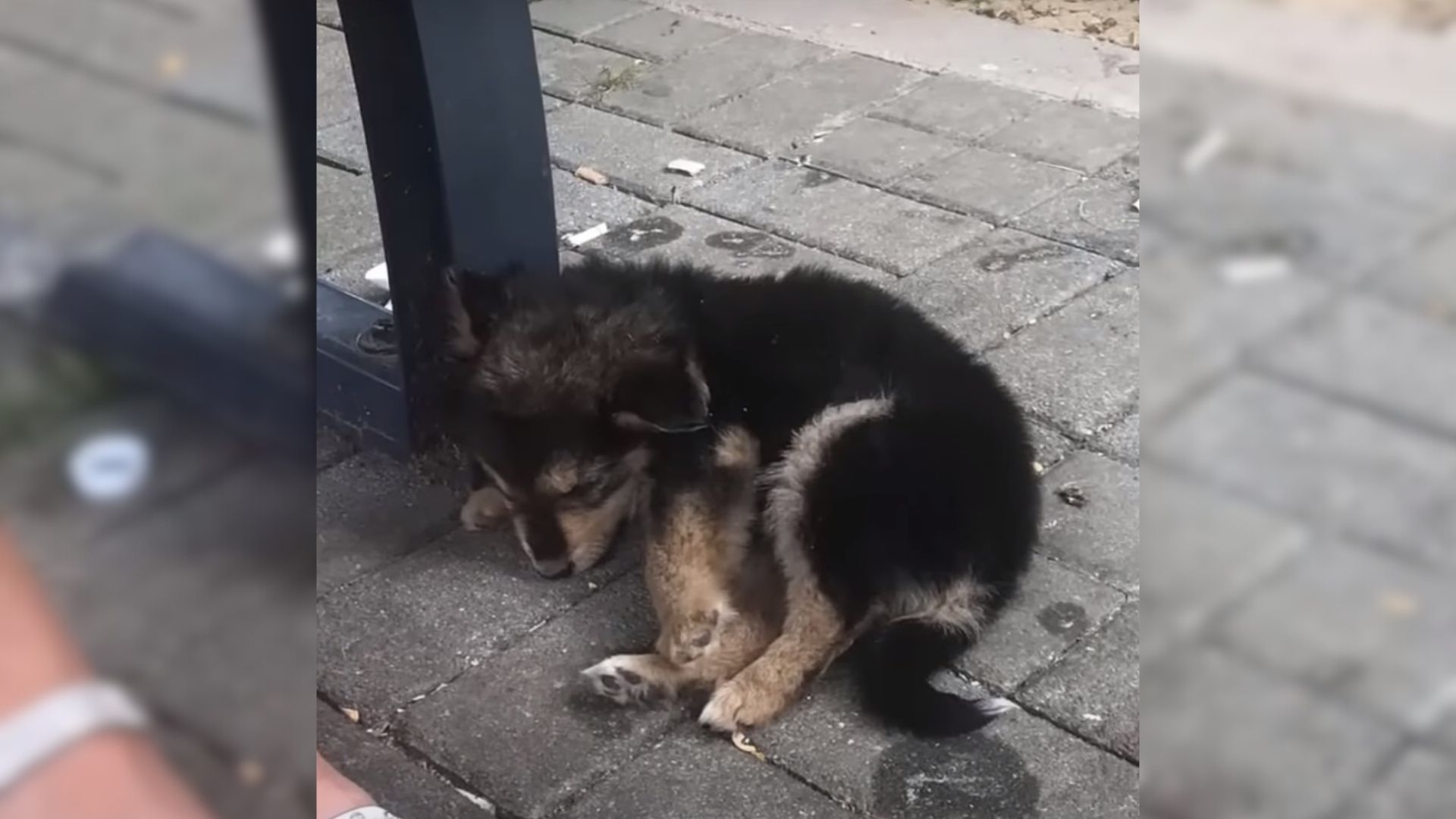 Man Noticed A Pup Passed Out By The Side Of The Road So He Decided To Investigate