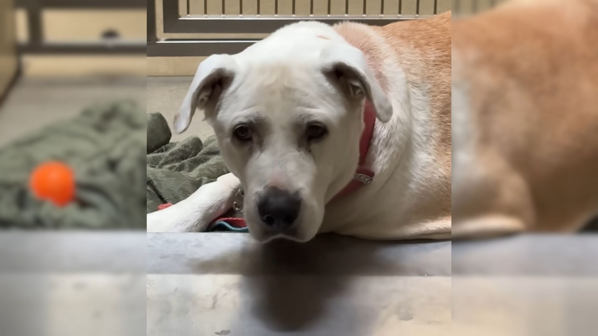 Man Sings To An Abandoned Dog And Her Reaction To The Song Will Leave You With Watery Eyes