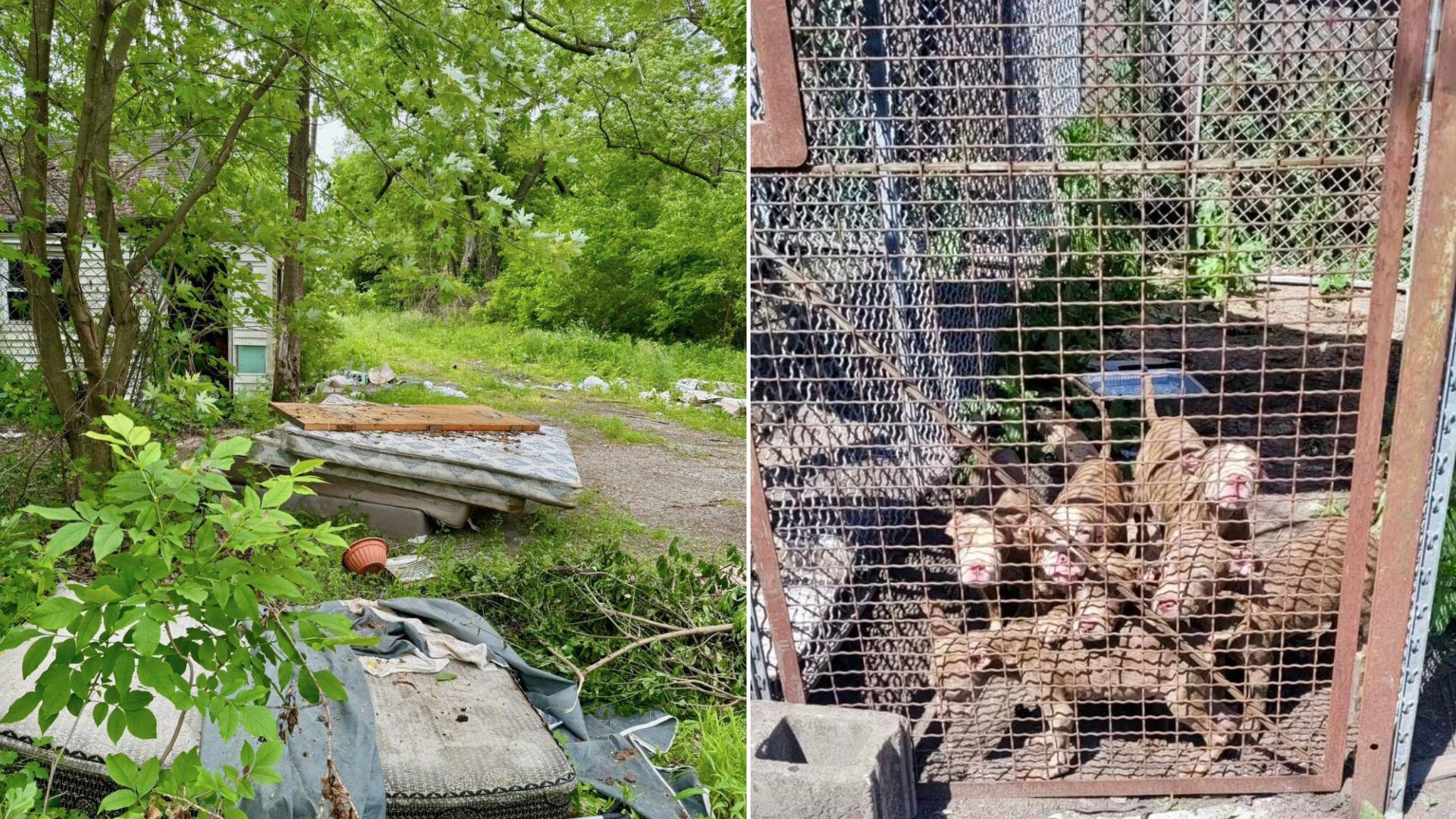 Man’s Heart Broke When He Found A Litter Of Abandoned Puppies On Thrown-Out Mattress