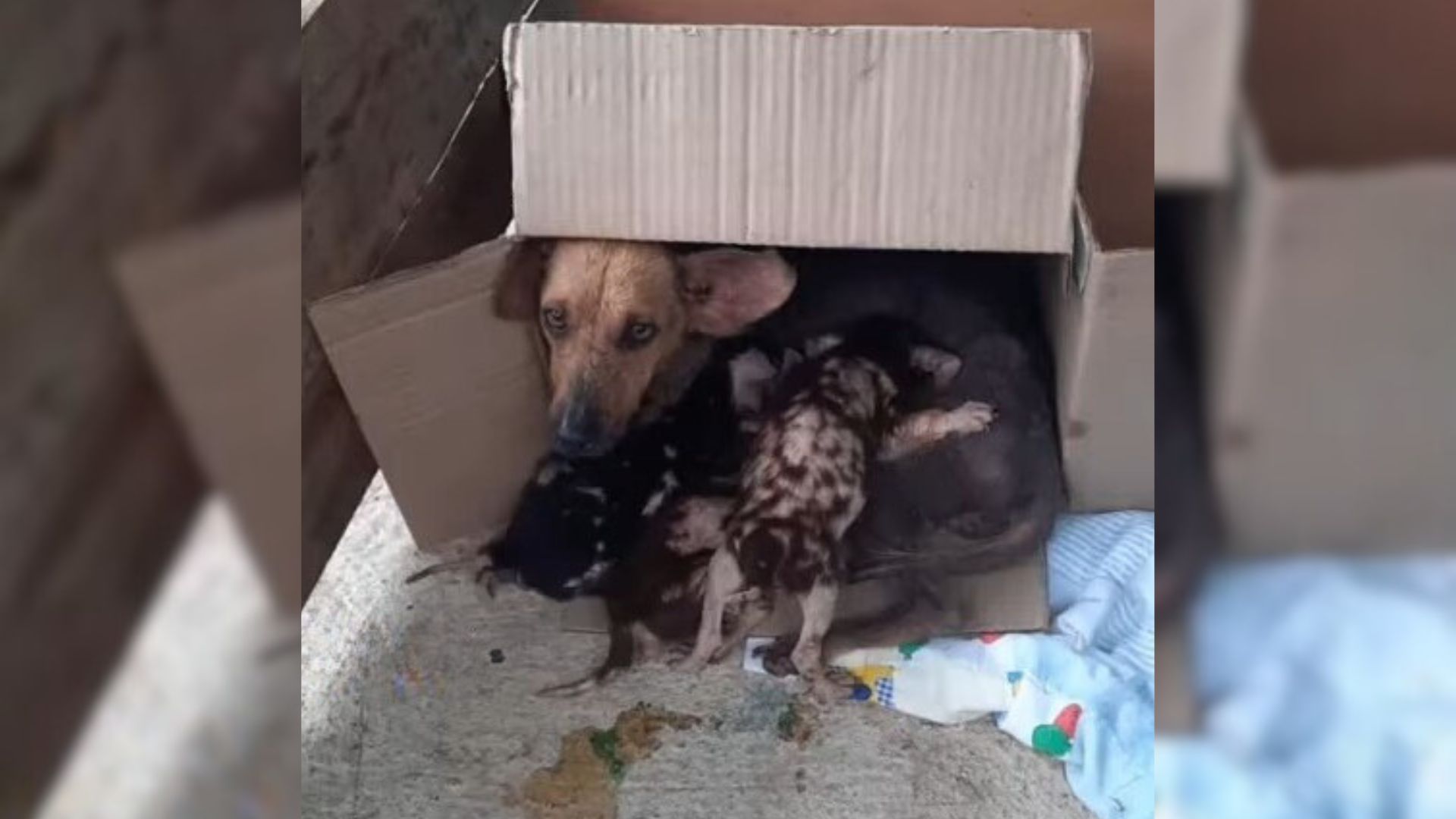 Mother Dog Was Cuddling Her Crying And Sick Puppies After They Were Dumped Near The Train Tracks