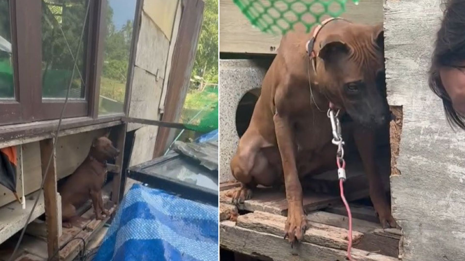 Neglected Mama Dog Used For Breeding Finally Learns What It Is Like To Live A Normal Life