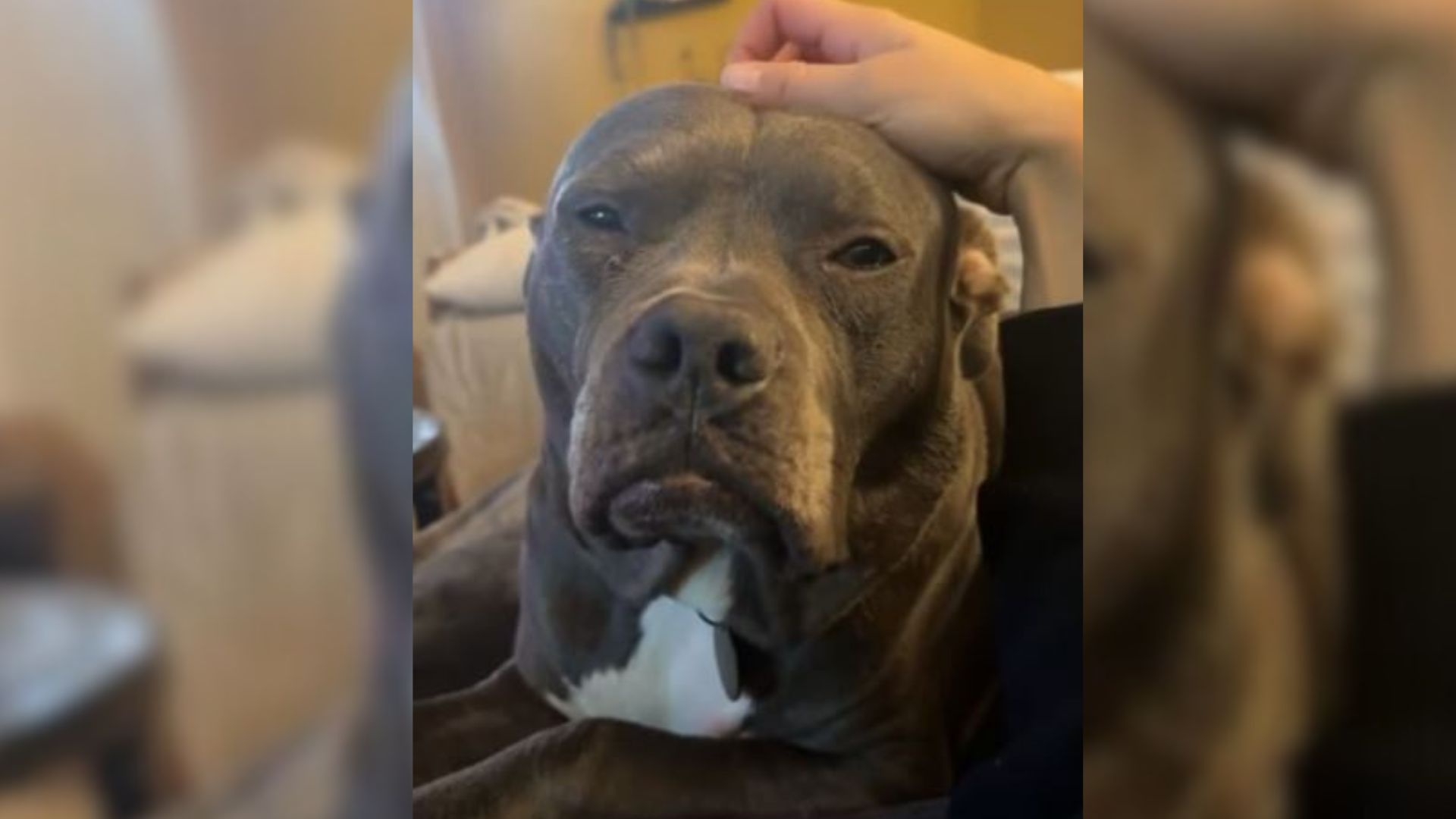 Nobody Wanted To Adopt His Pup Because He Was Labeled As ‘Mean’ Due To His Old Look