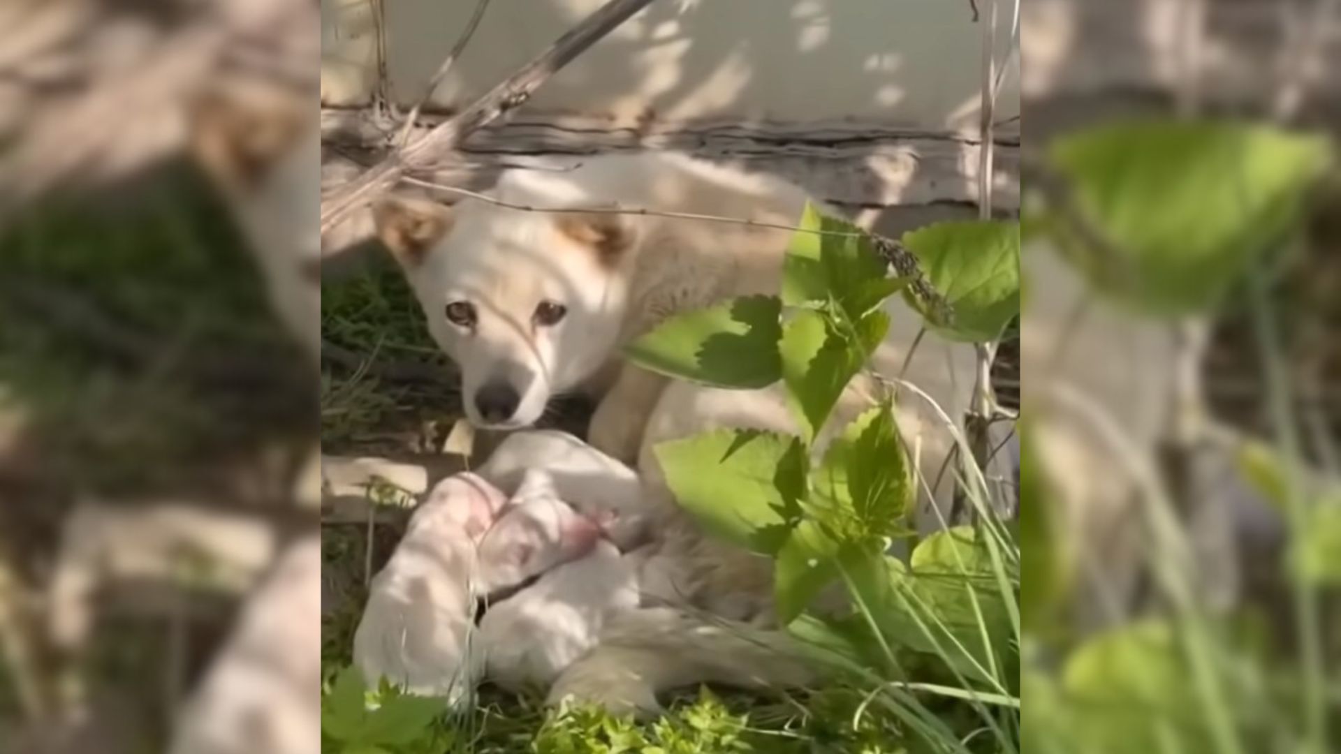 Adorable Mama Dog And Her Puppies Were Cruelly Left Outside By Their Owner Until Rescuers Came