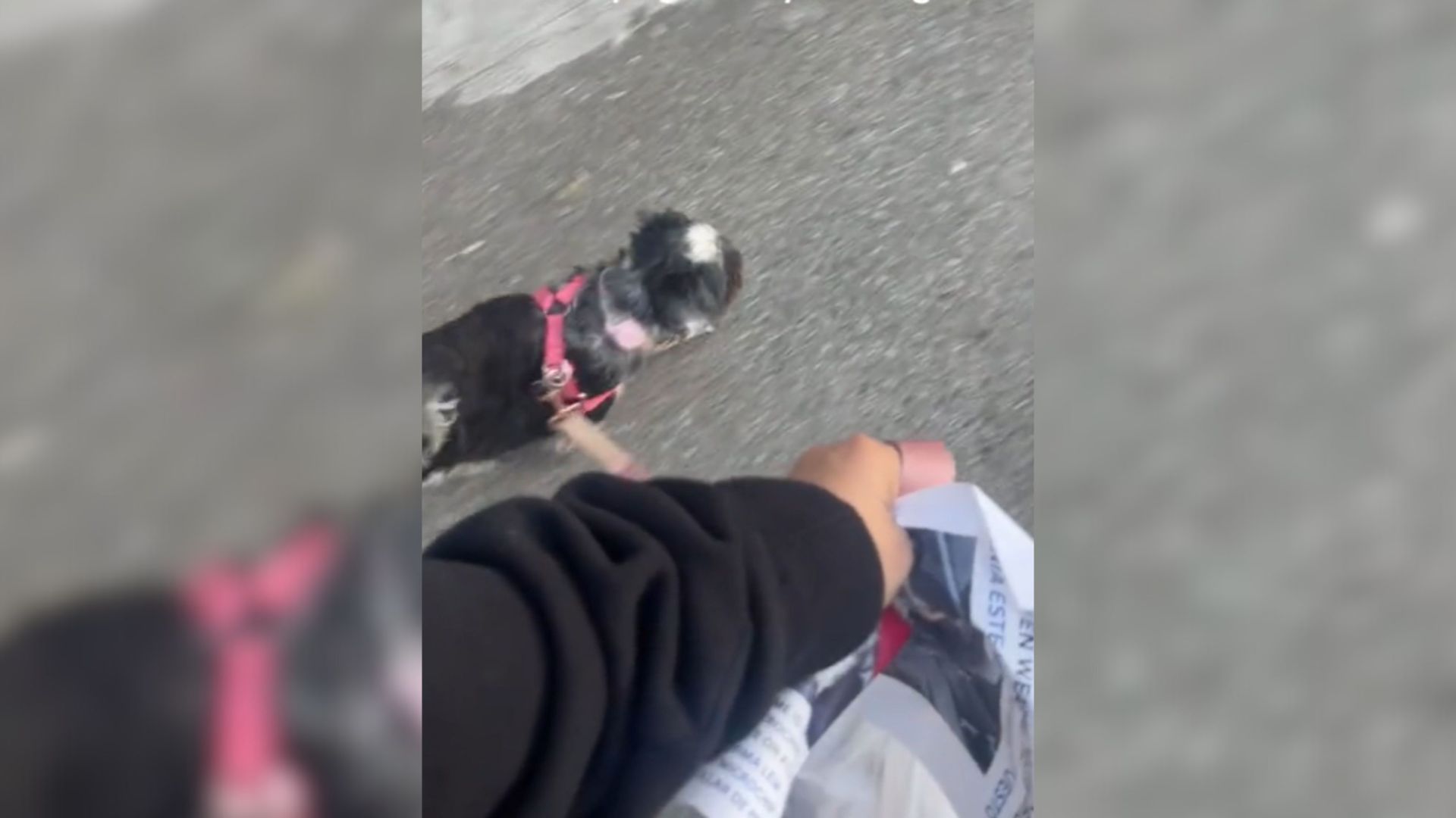 Owner Celebrates Reunion With Her Missing Pup By Removing All ‘Lost Dog’ Posters