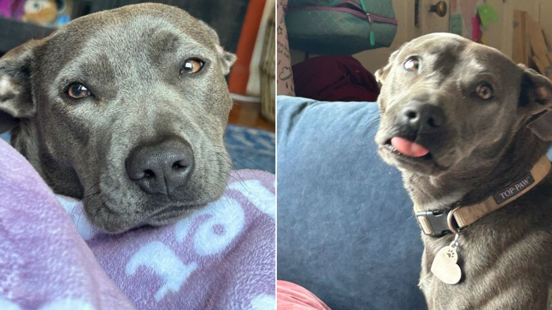 Stunned Owner From Tennessee Receives $400 Bill Only To Uncover His Dog’s ‘Common Diagnosis’