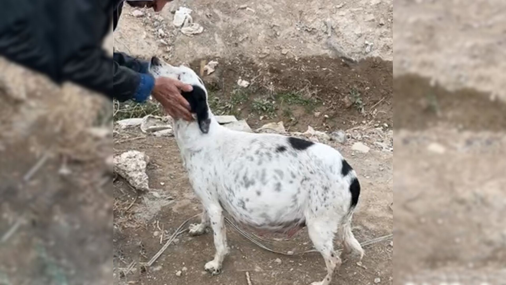 Passersby Shocked To Find Friendly Dog Begging For Help In A Remote Location