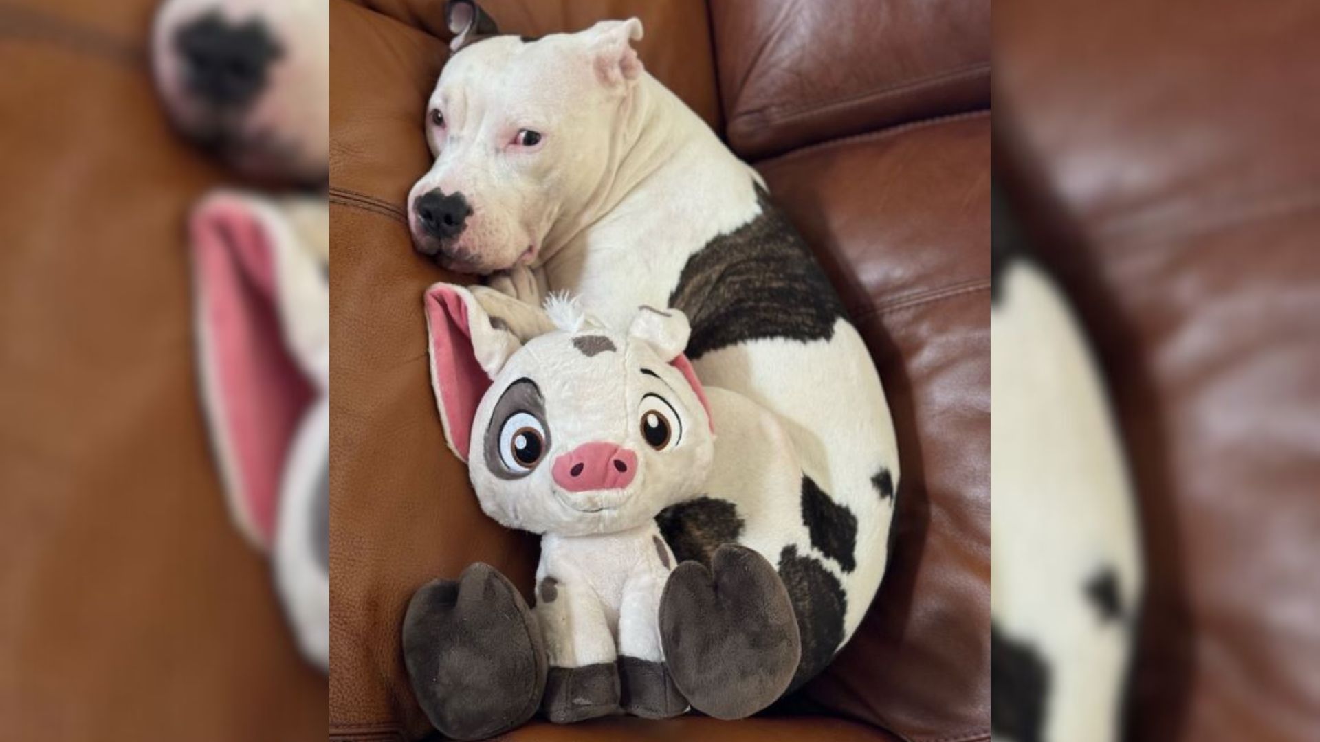 California Pittie Saved From Euthanasia Gets A Toy That Looks Just Like Her