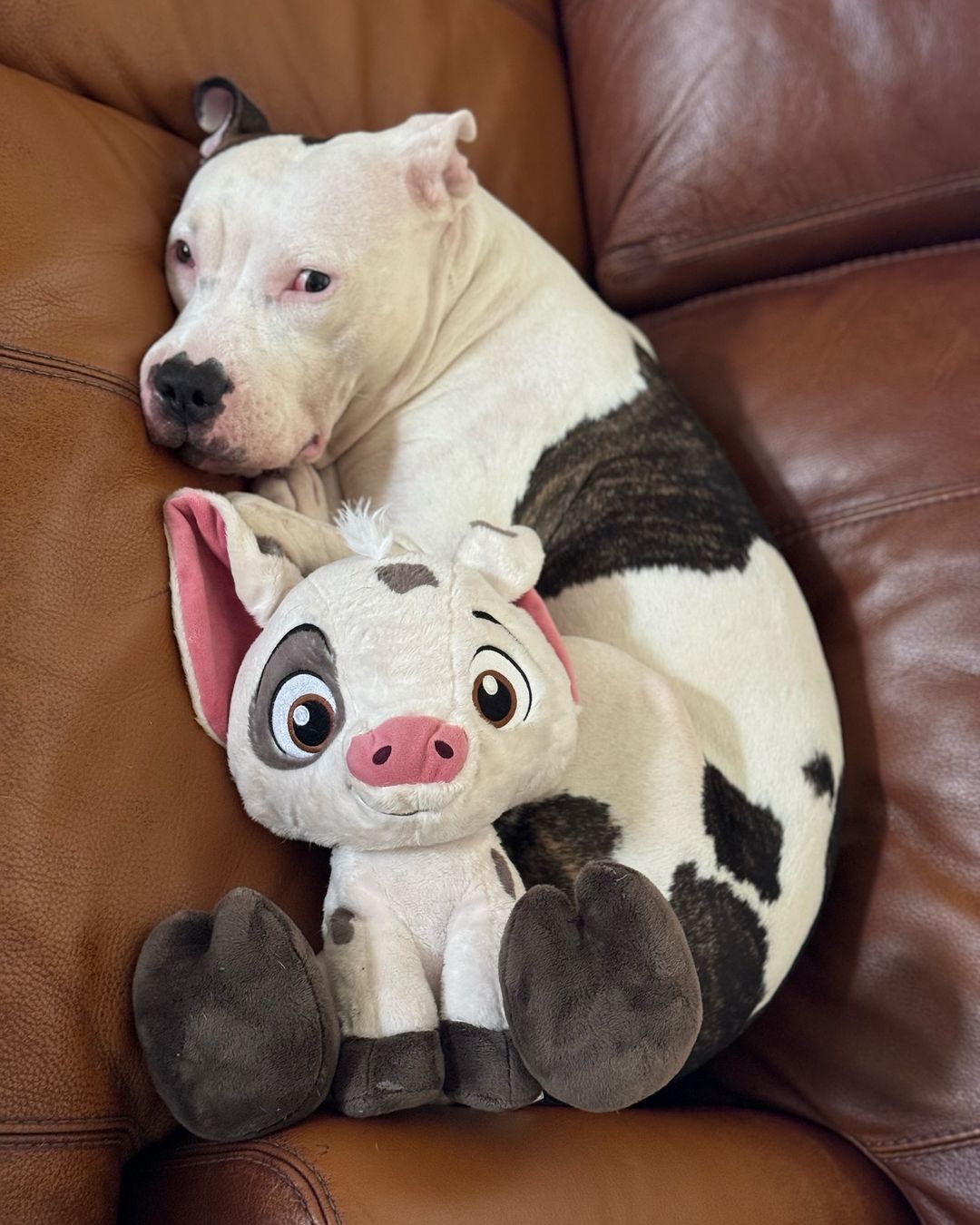 Pitbull and toy