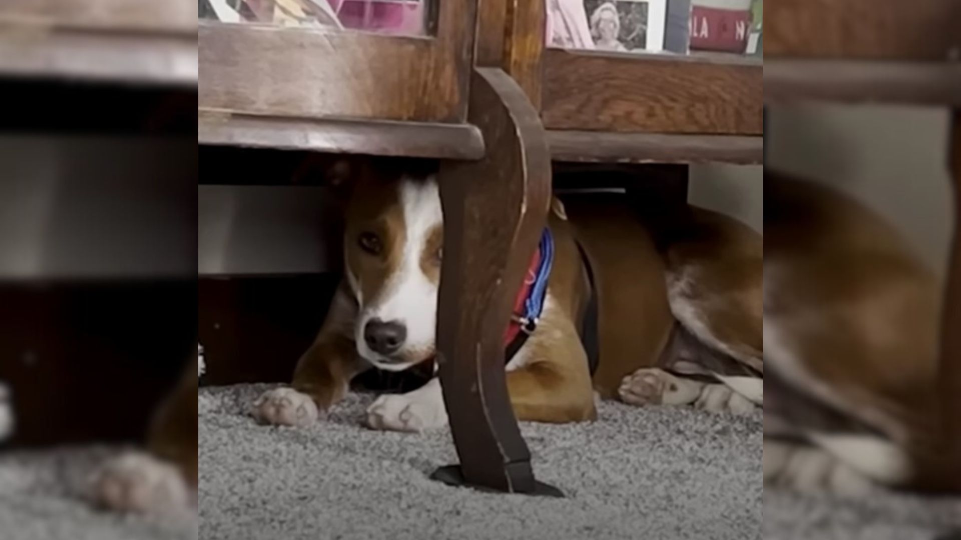 Dog Was Scared Of Everything Until Her New Parents Showed Her What Love Feels Like