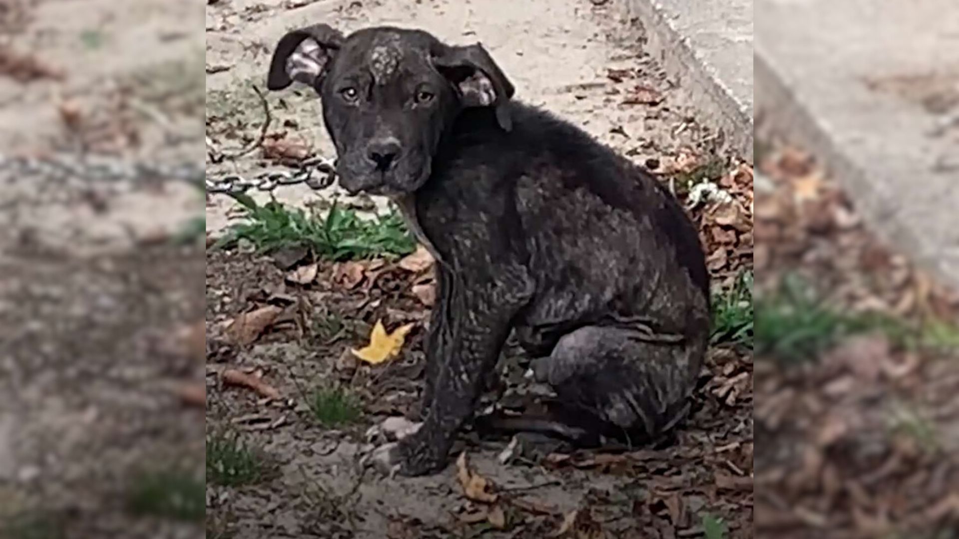 Puppy Who Was Chained 24/7 Finally Gets A New Chance When A Rescuer Rushes To His Aid