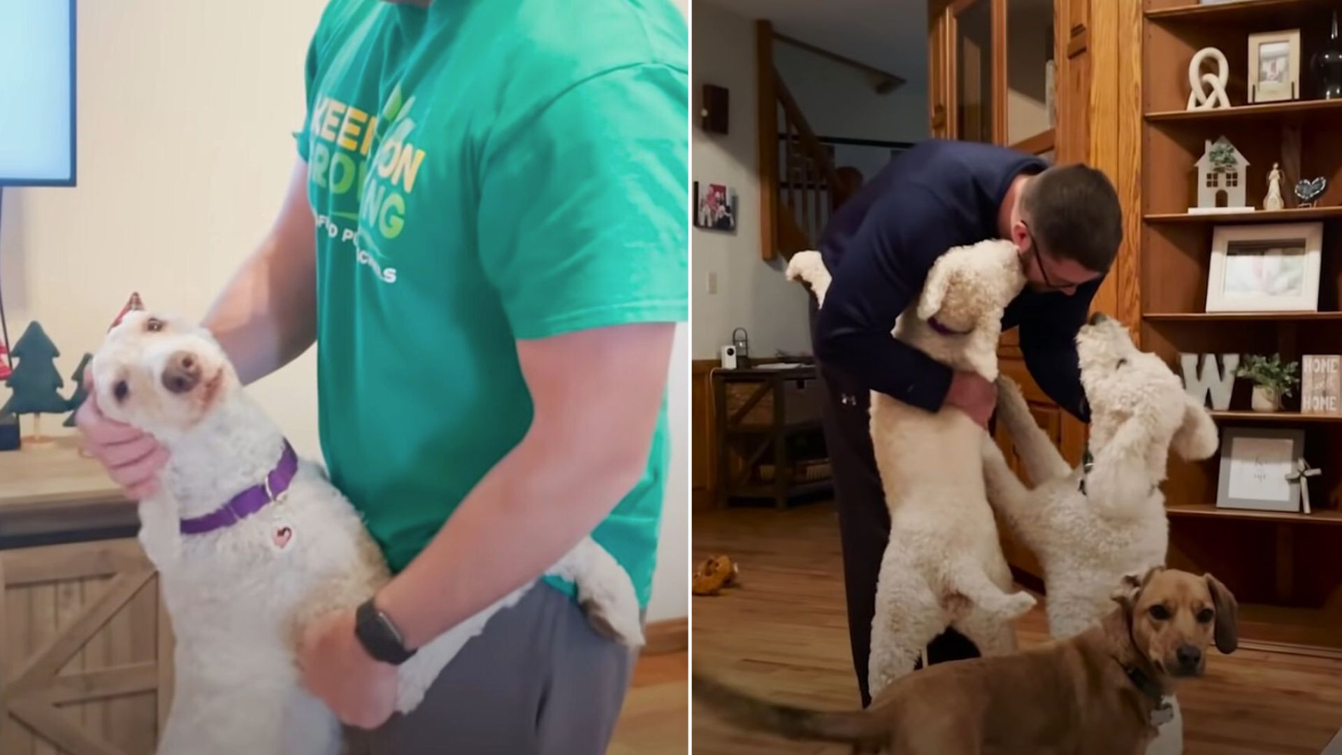 Rescue Poodle Won’t Stop Hugging You Unless You Hug Her Back