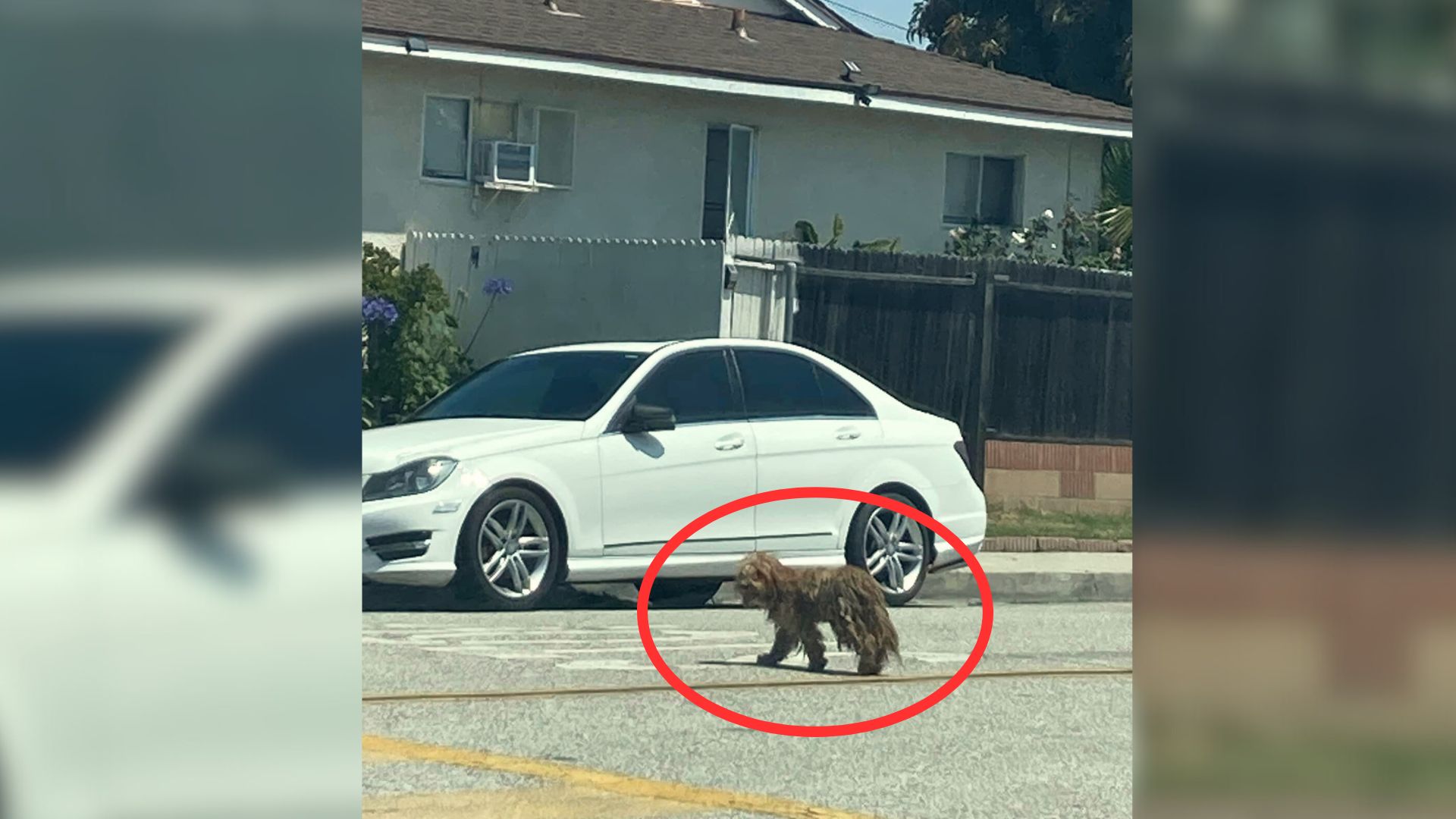 Rescuer Heartbroken To Discover Severely Matted Pup Hiding Under Trailer