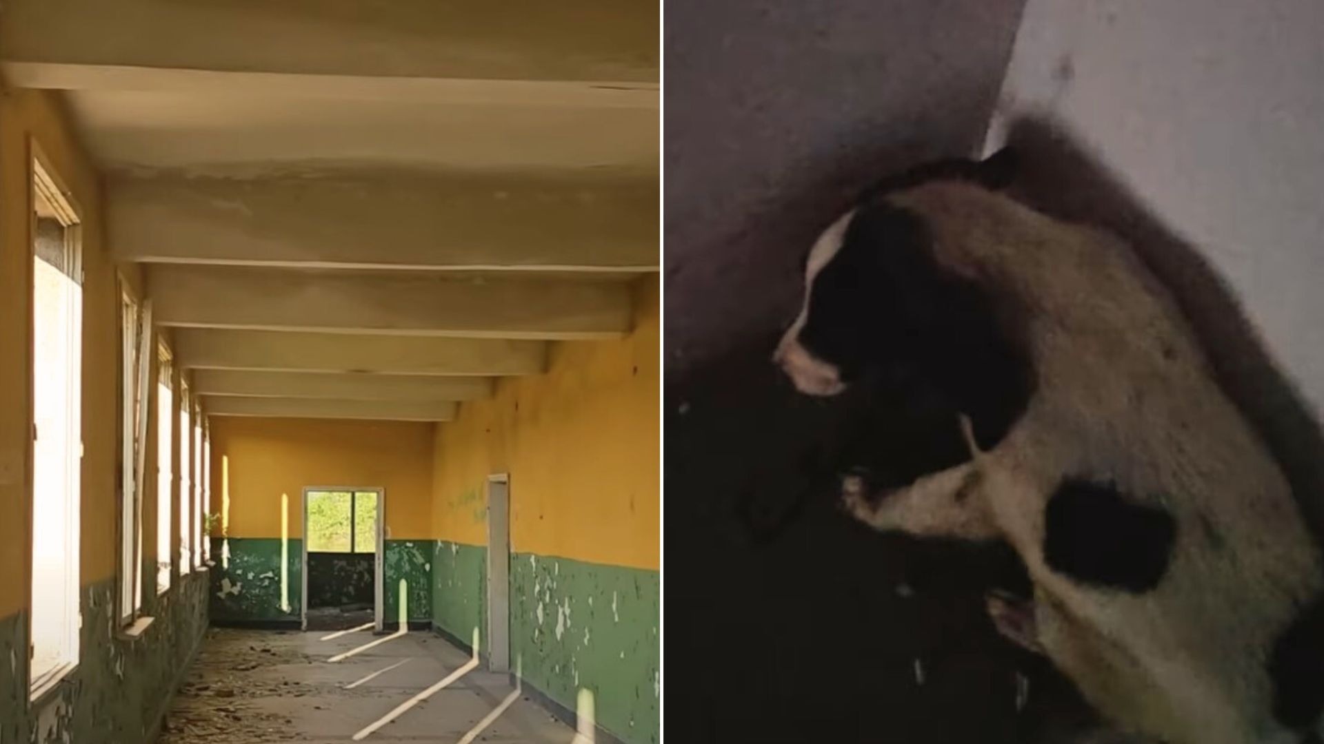 Rescuers Received A Call About Puppies In Abandoned Building So They Rushed To Help