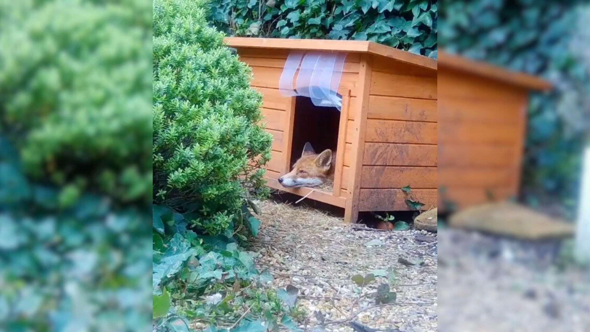 Rescuer Who Noticed A Fox Standing Guard Outside Her Dog House Is Shocked When She Found Out Why