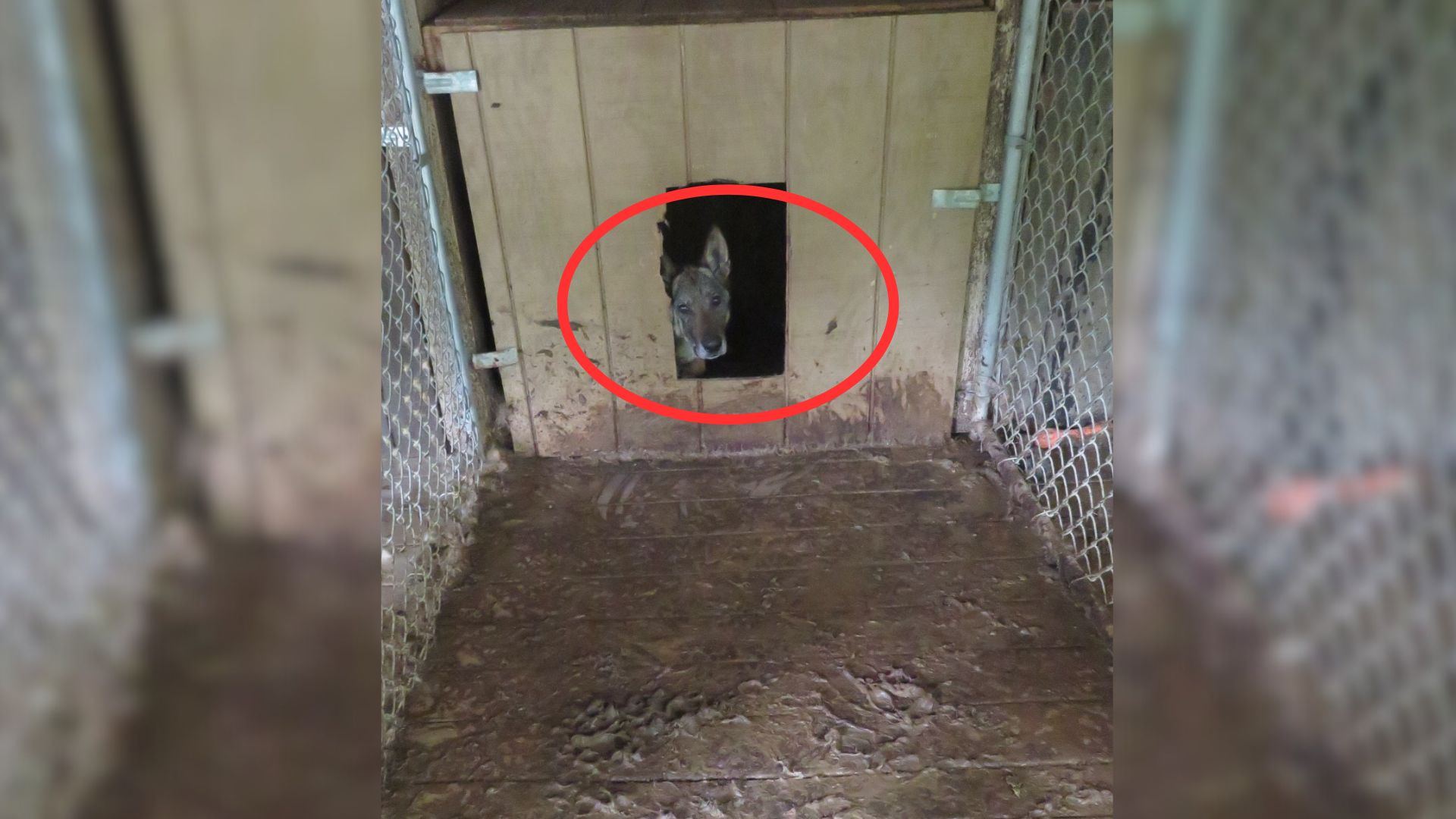 Rescuers Shocked To Find A Retired Service Dog Confined In A Tiny Metal Cage