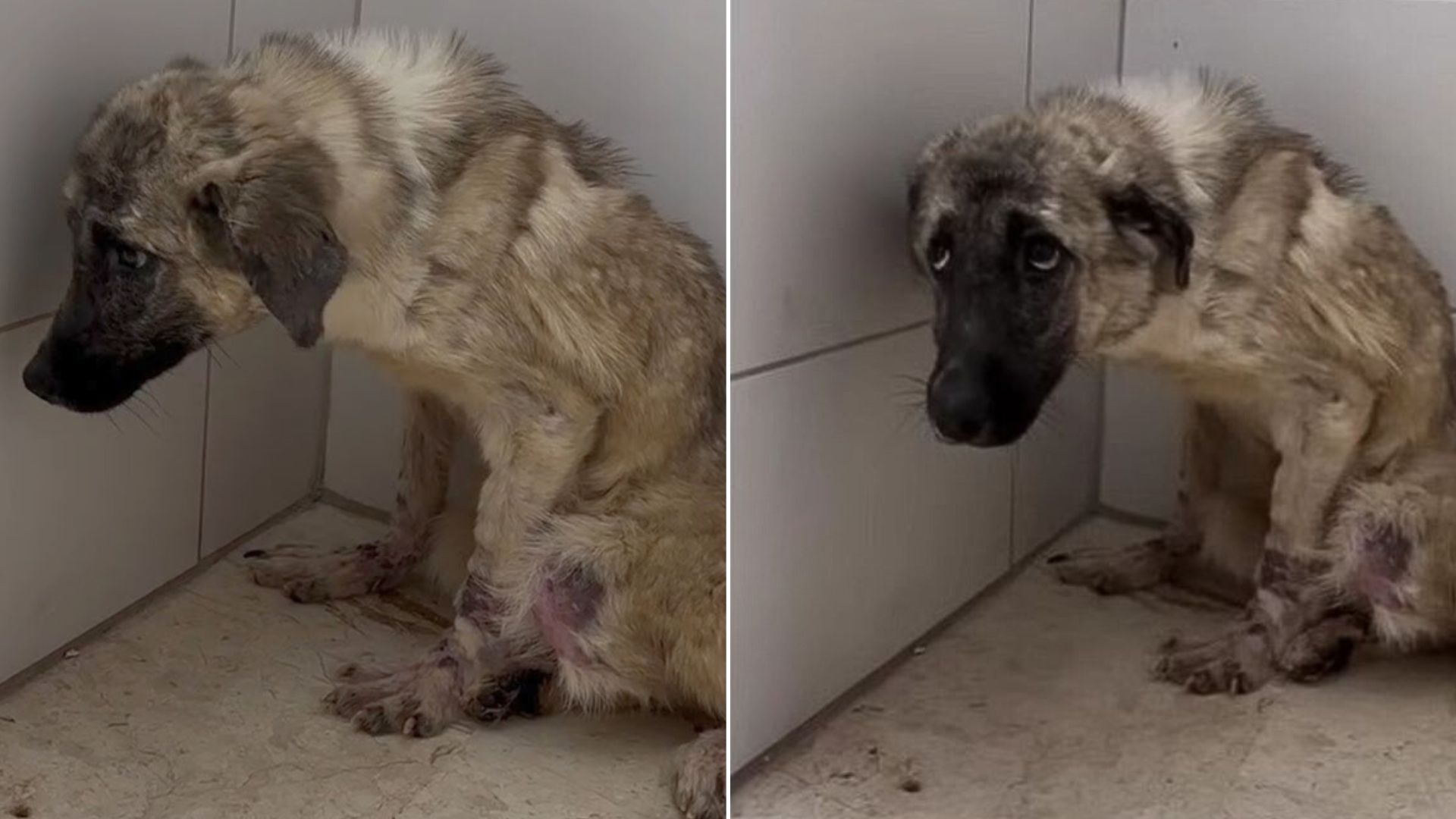 Scared Crying Pup Who Was Dumped And Tied To A Fence Starts Realizing How Beautiful Life Can Be