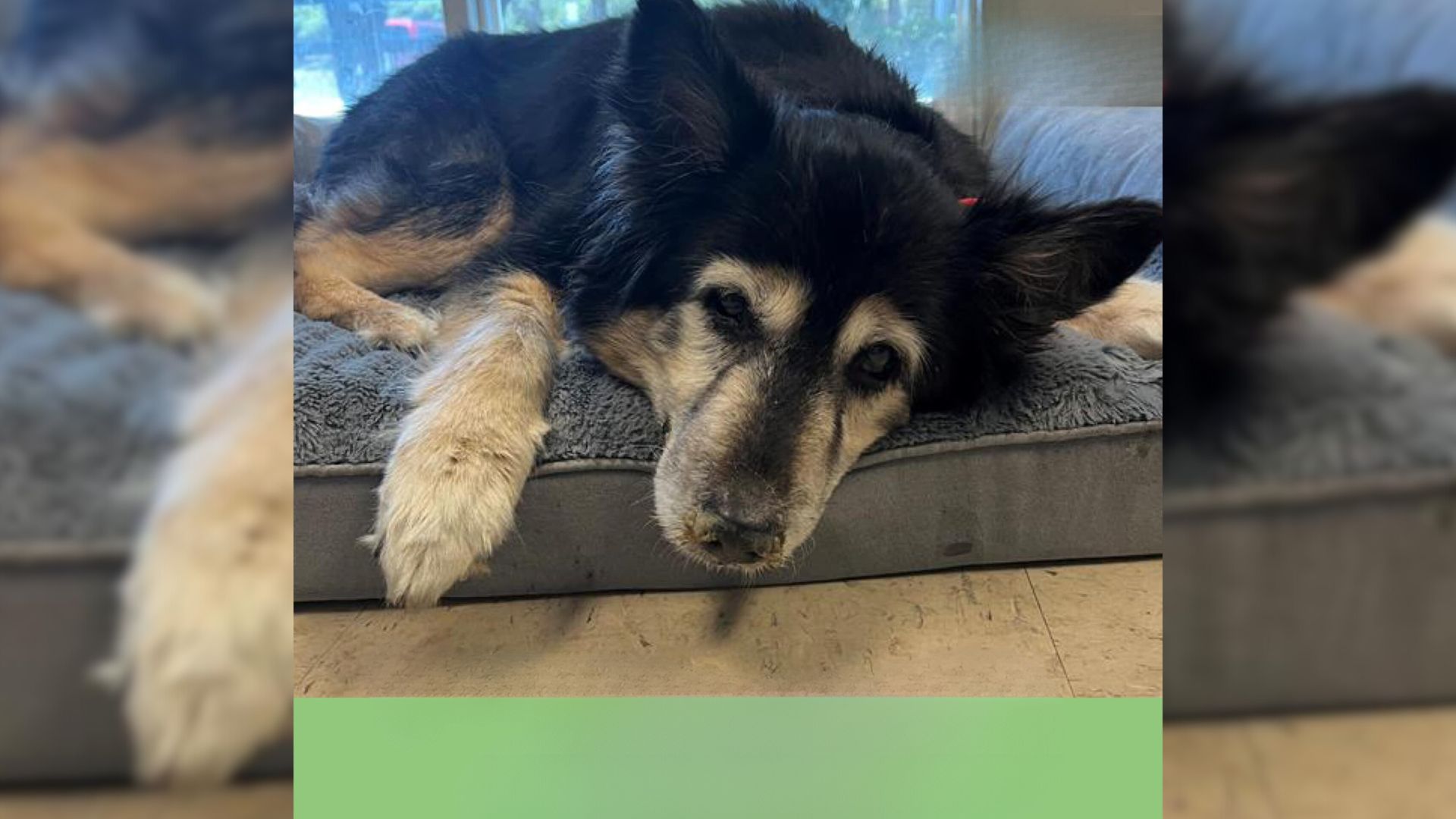 Senior Dog Left At Shelter For ‘Being Boring’, But The Reason Was Far More Serious