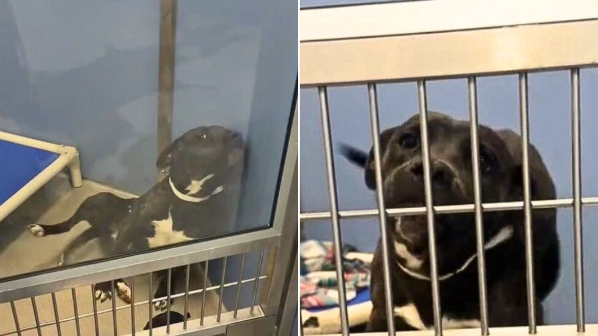 Arizona Shelter Dog Who Spent Most Of Her Life In Kennel Finally Gets A Second Chance