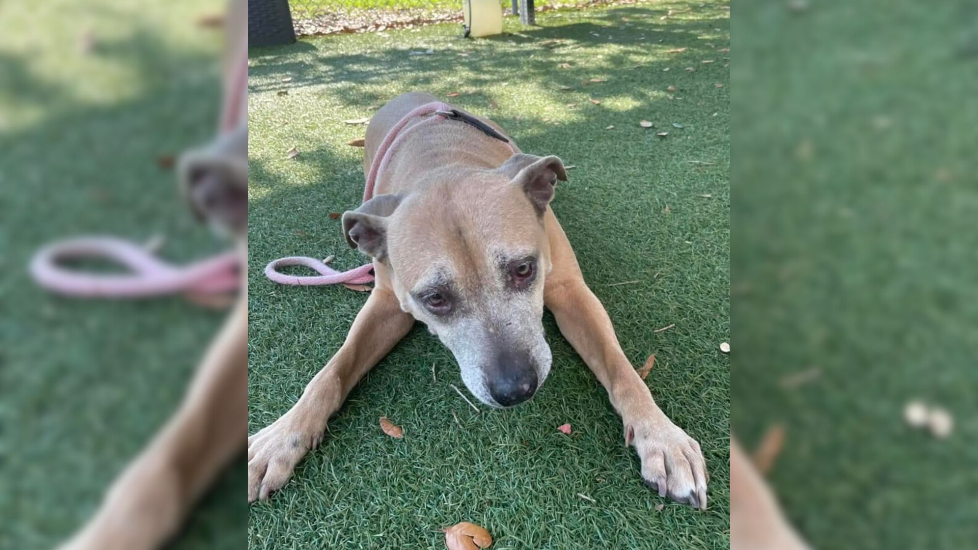 Shelter’s Longest Resident Became Depressed As She Watched Everybody Ignore Her At Adoption Event