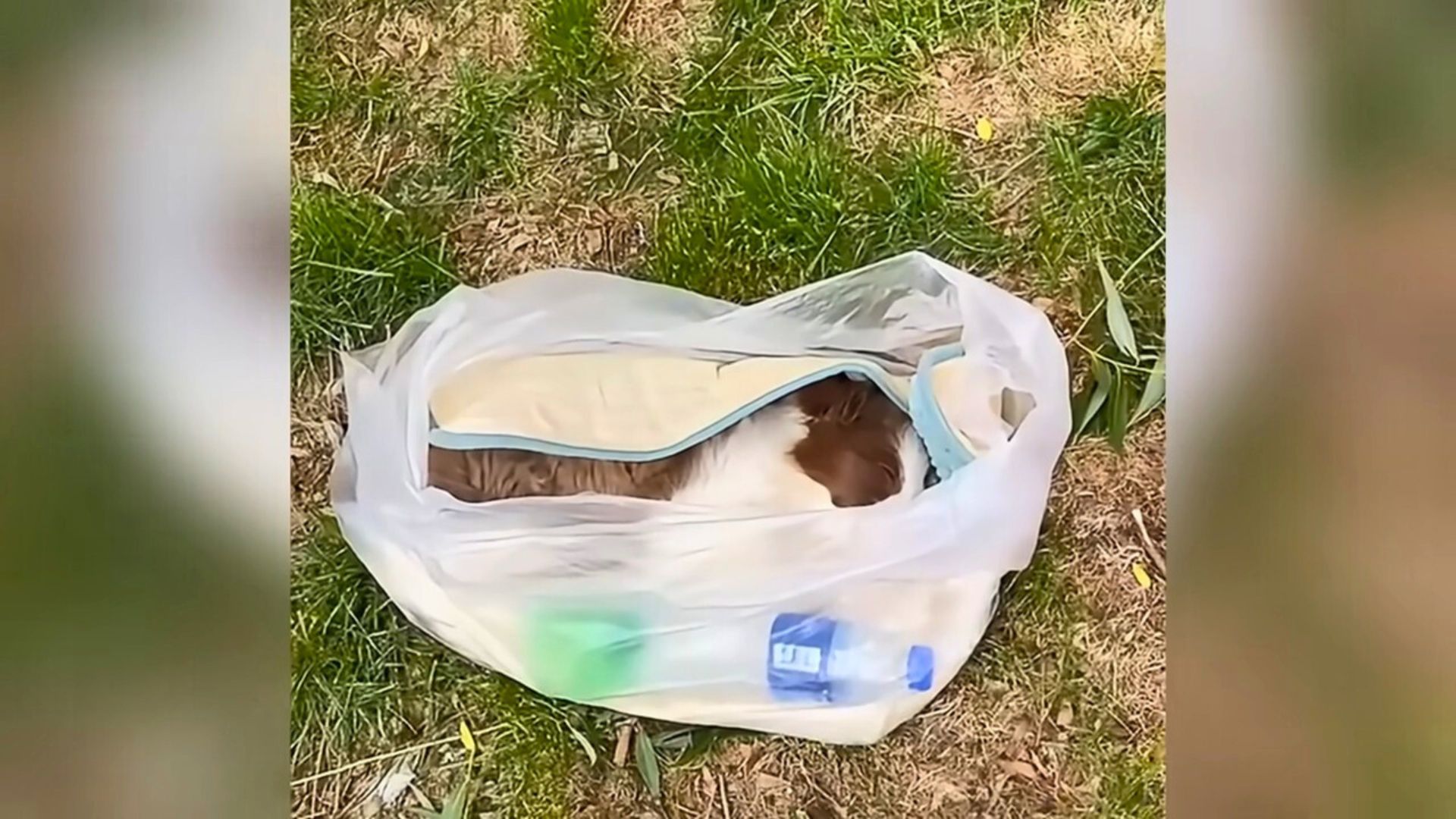 Rescuers Were In Disbelief After Learning This Pup In A Tiny Bag Was Barely Breathing