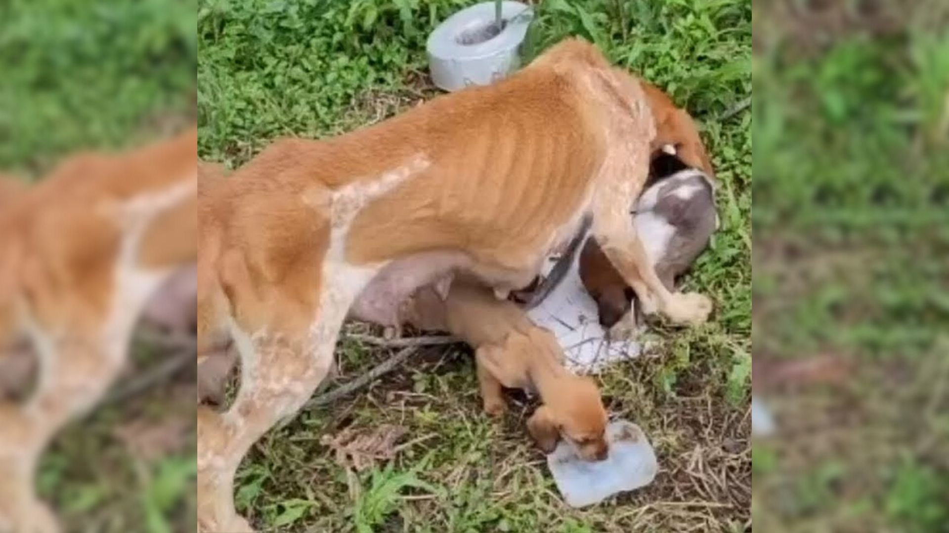 starving mama dog feed her puppies