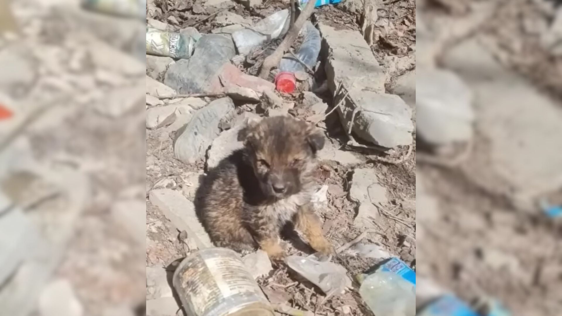 Puppy Cruelly Dumped In Landfill Lives In Cardboard Box, Eating Trash To Survive