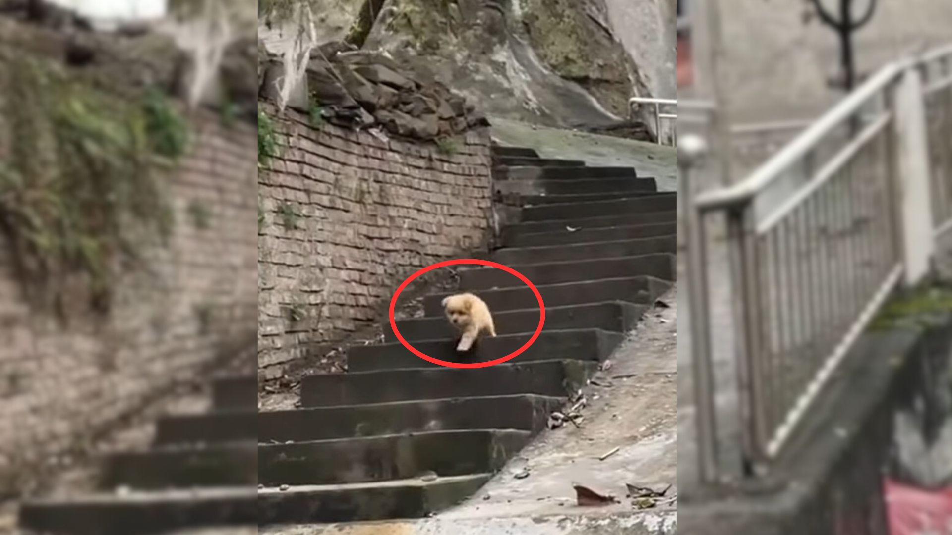 stray pup walking on stairs