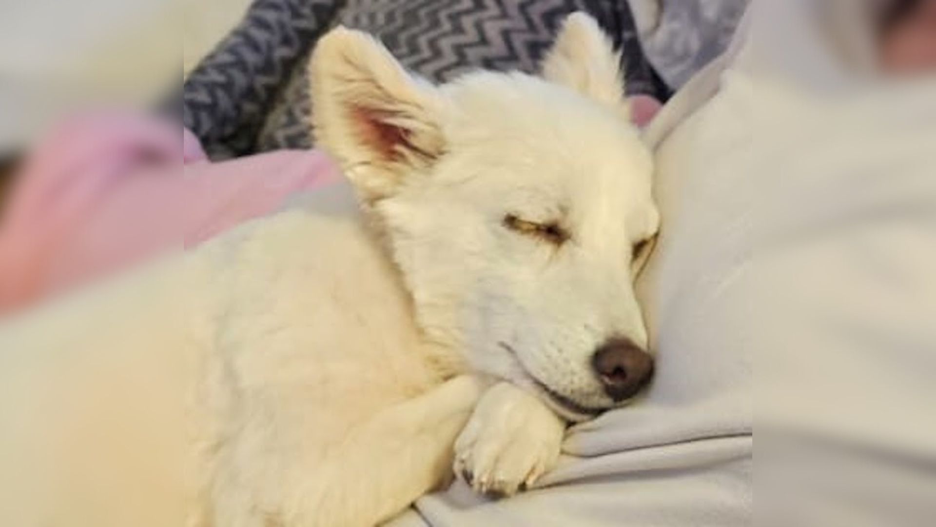 Sweet Dog Who Spent Her Entire Life In A Small Cage Finally Learns What Love Feels Like