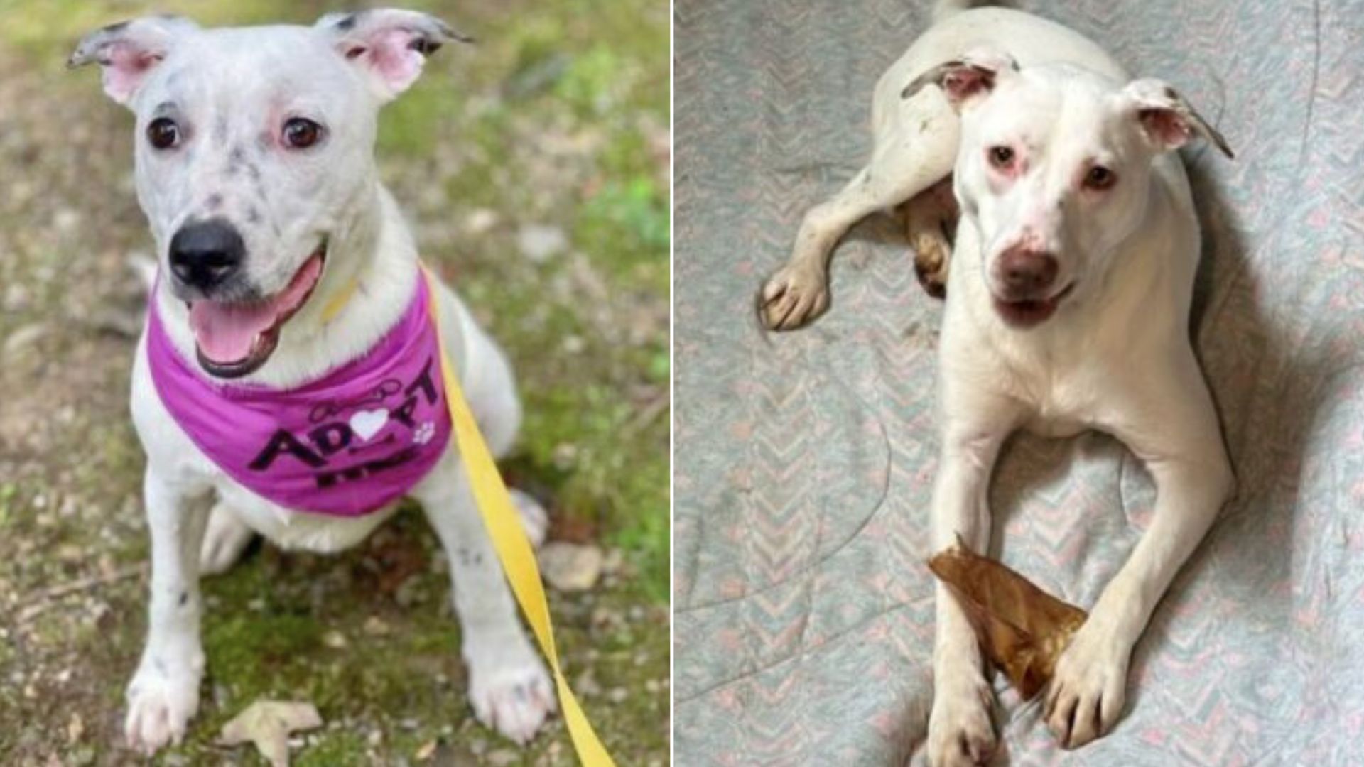 Sweet Siblings, Sephora And Smiley, Celebrated Their First Birthday At The Shelter 