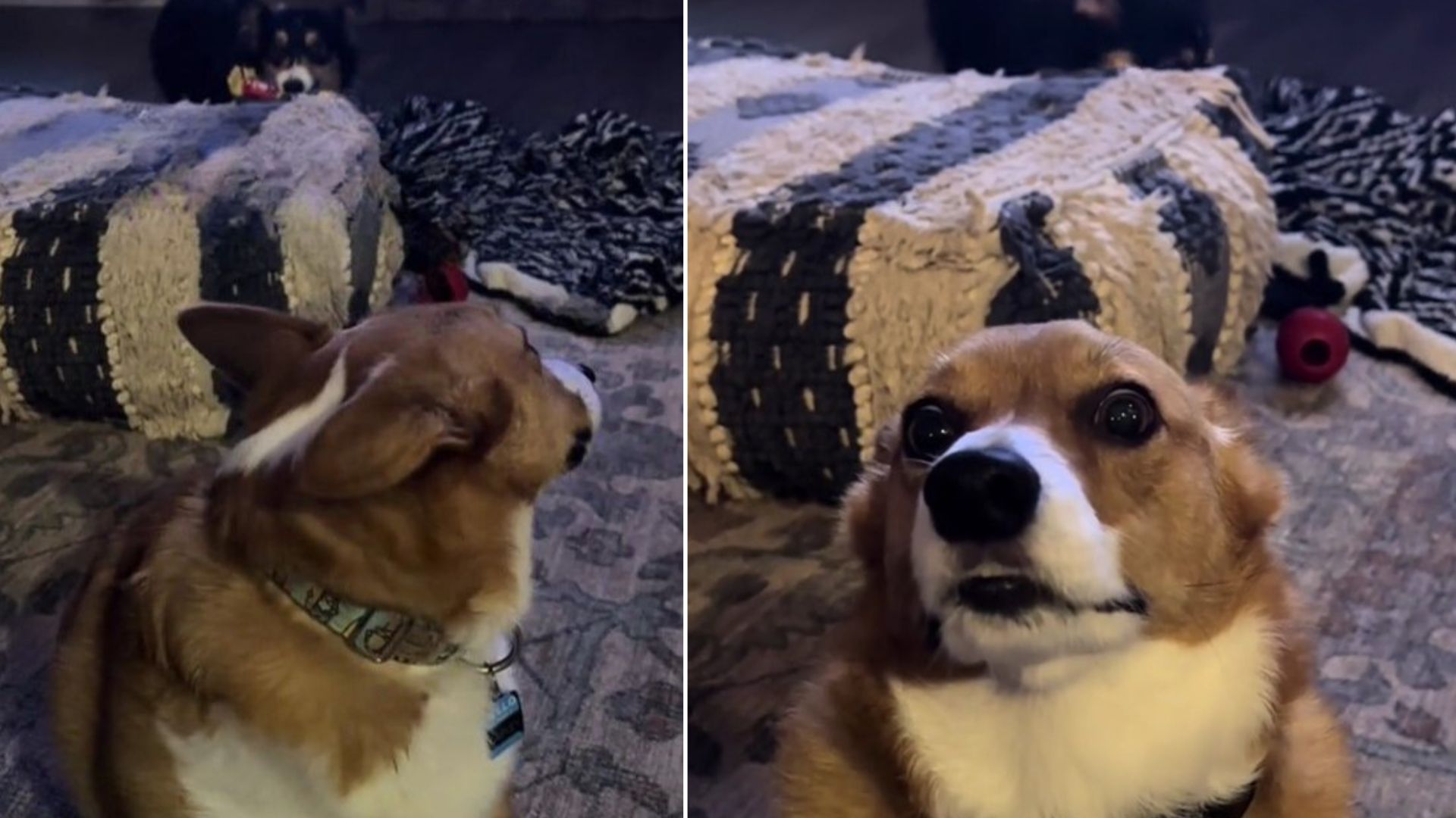 The Dog Has “Had Enough” Of His Baby Sister Who Was Irritating Him From The Background