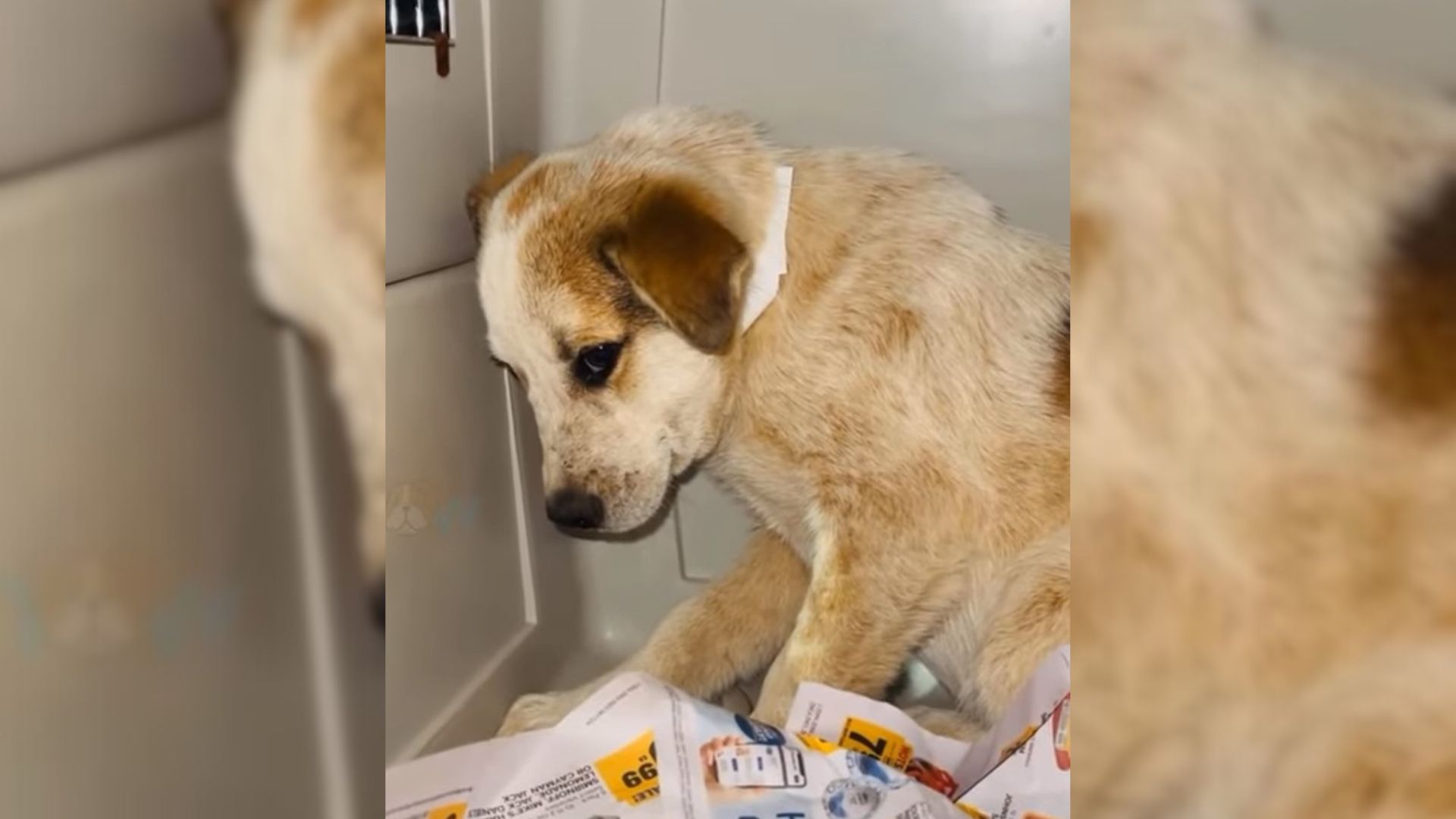 Rescuers Were Able To Save Only This One Dog And Give Him A New Chance At Life