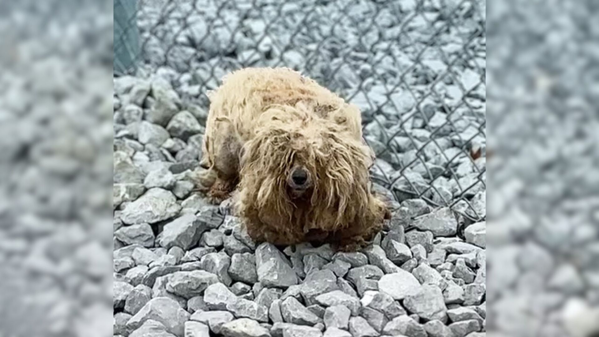 Pup Abandoned And Betrayed By Her Owners Shocks Everyone With Her Incredible Transformation